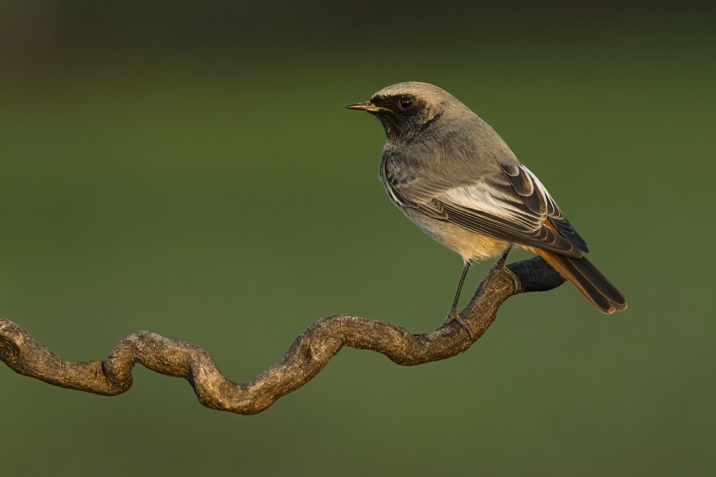 Black redstart