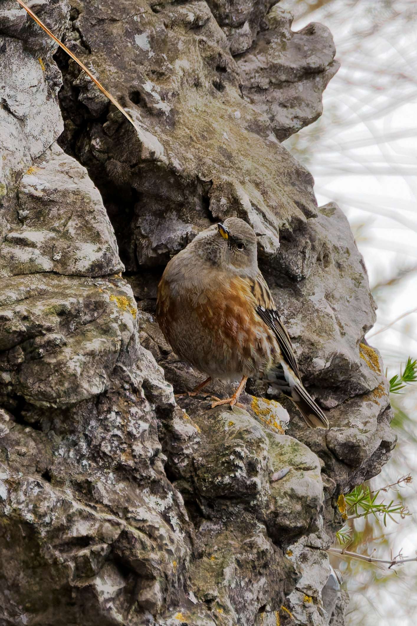 Alpine accentor
