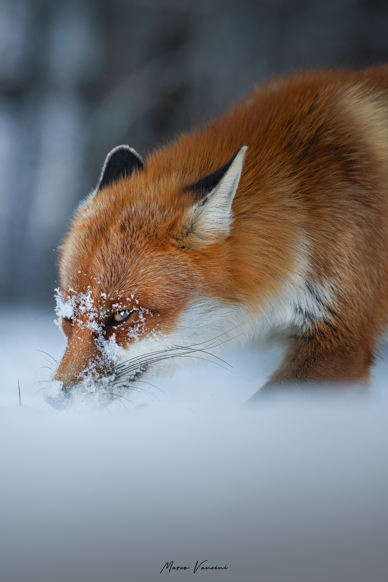 A fox on the hunt...