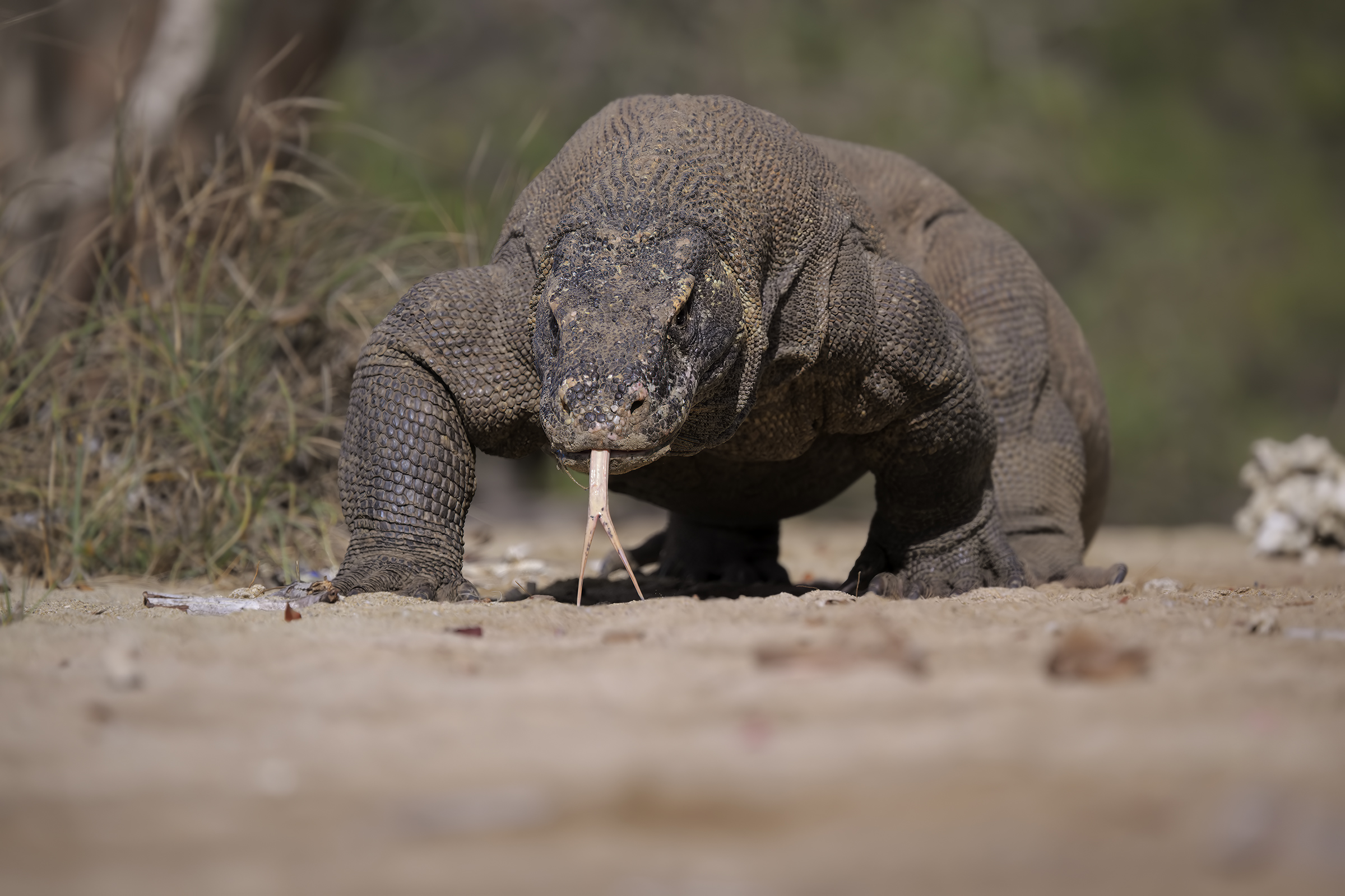 Trekking in Komodo