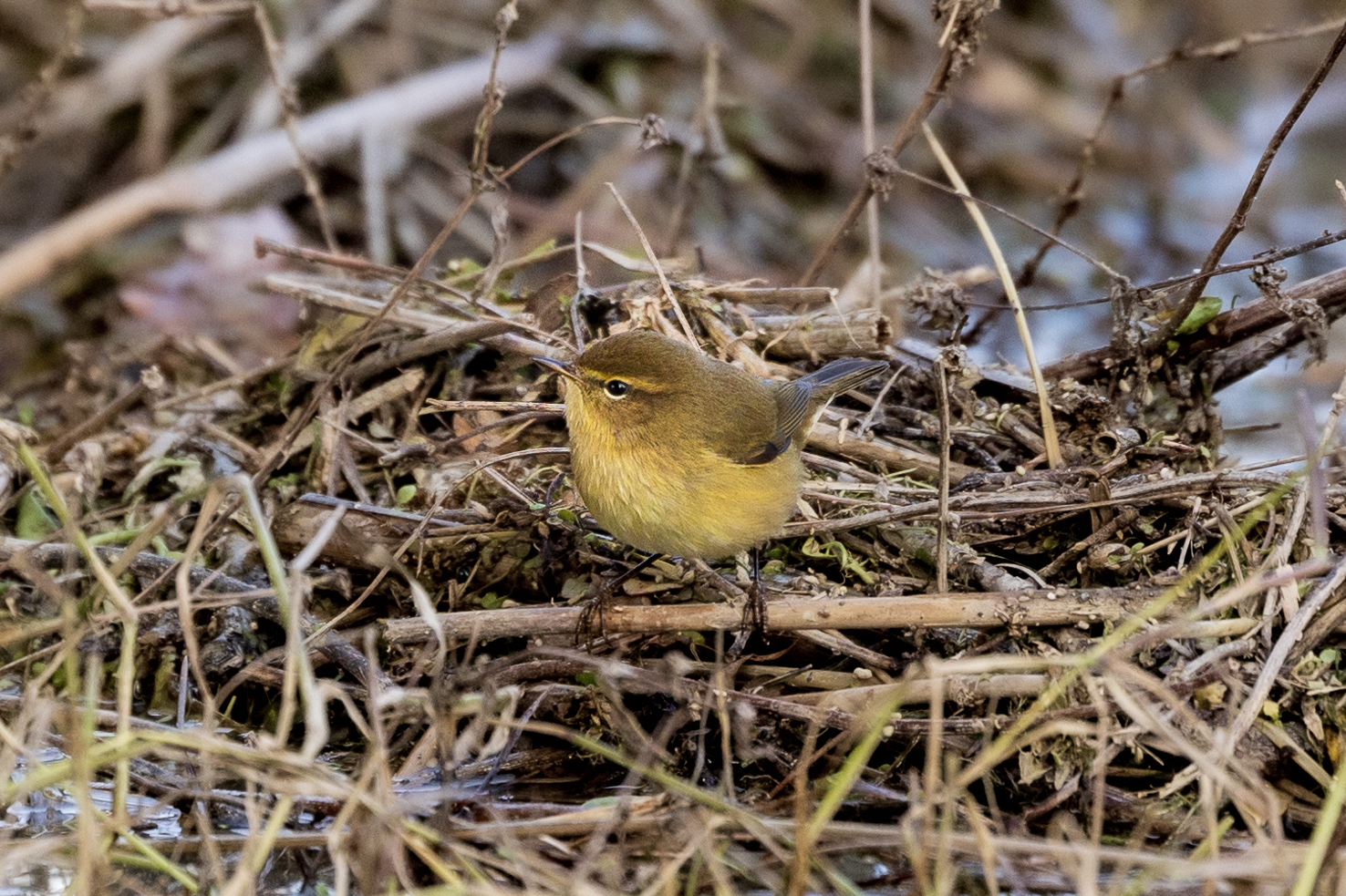 chiffchaff