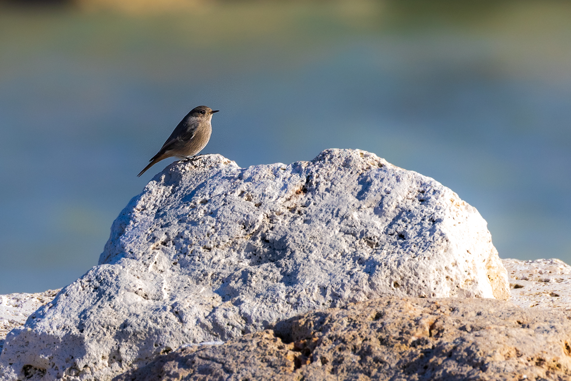 redstart