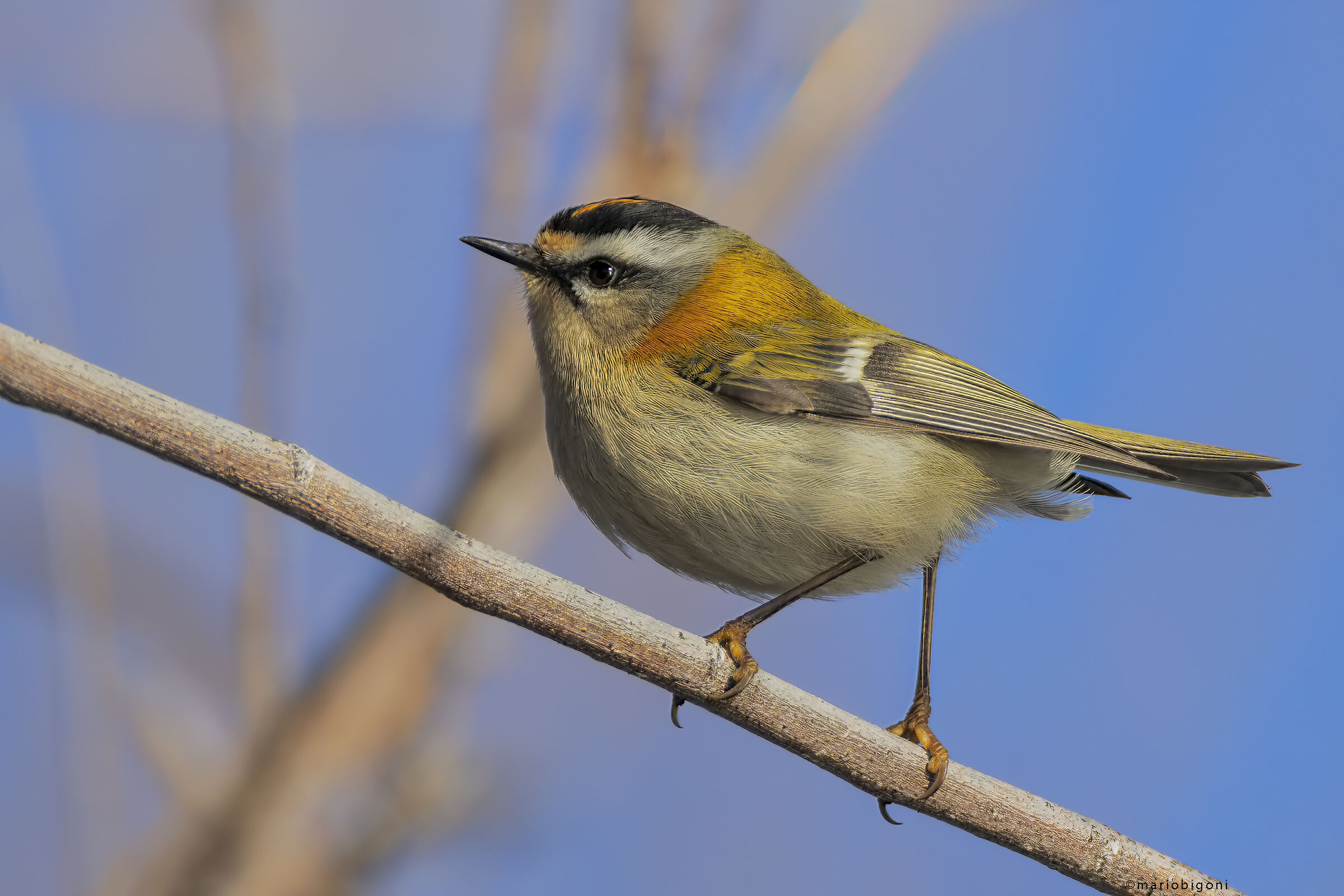 Firecrest
