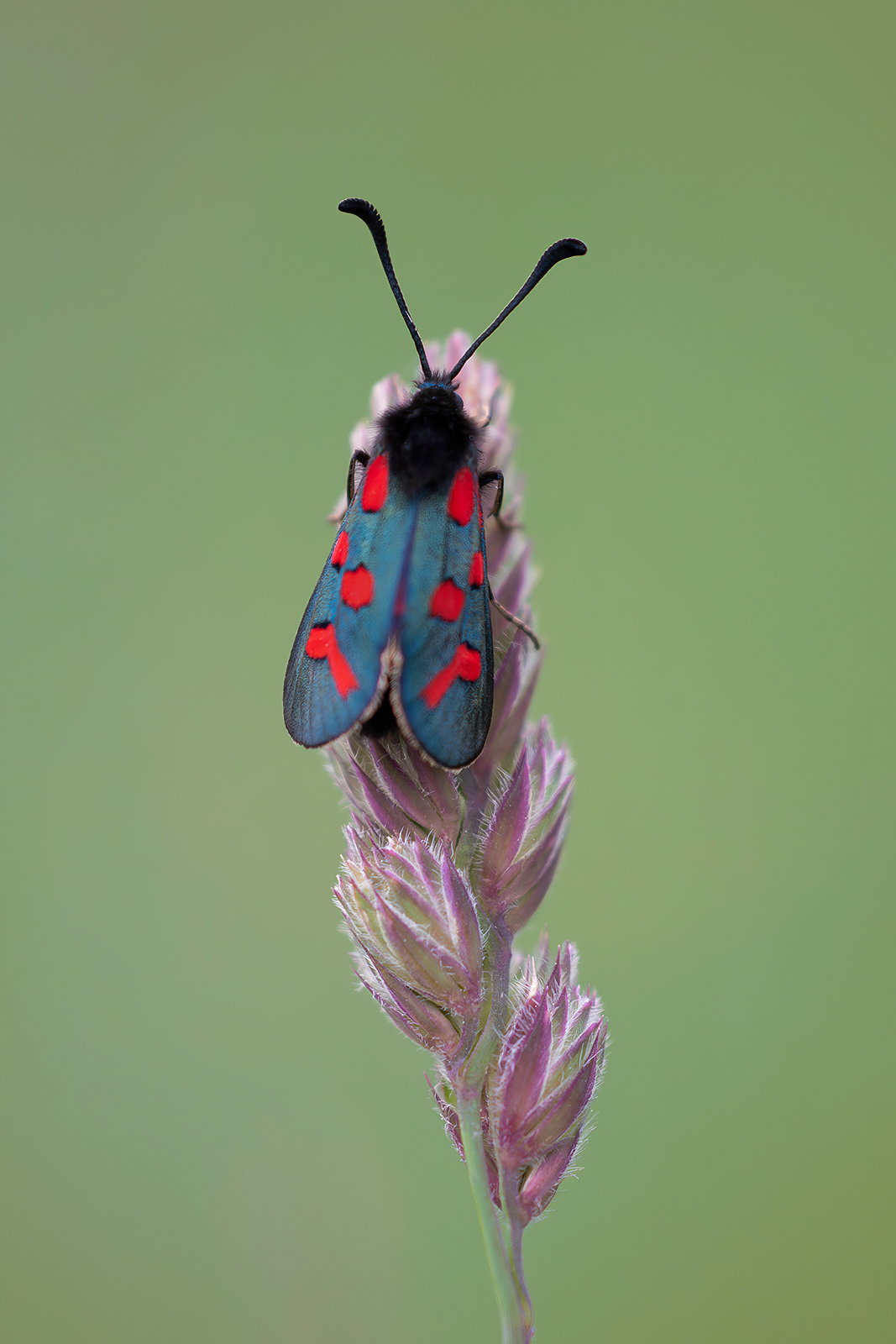Zygaena oxytropis