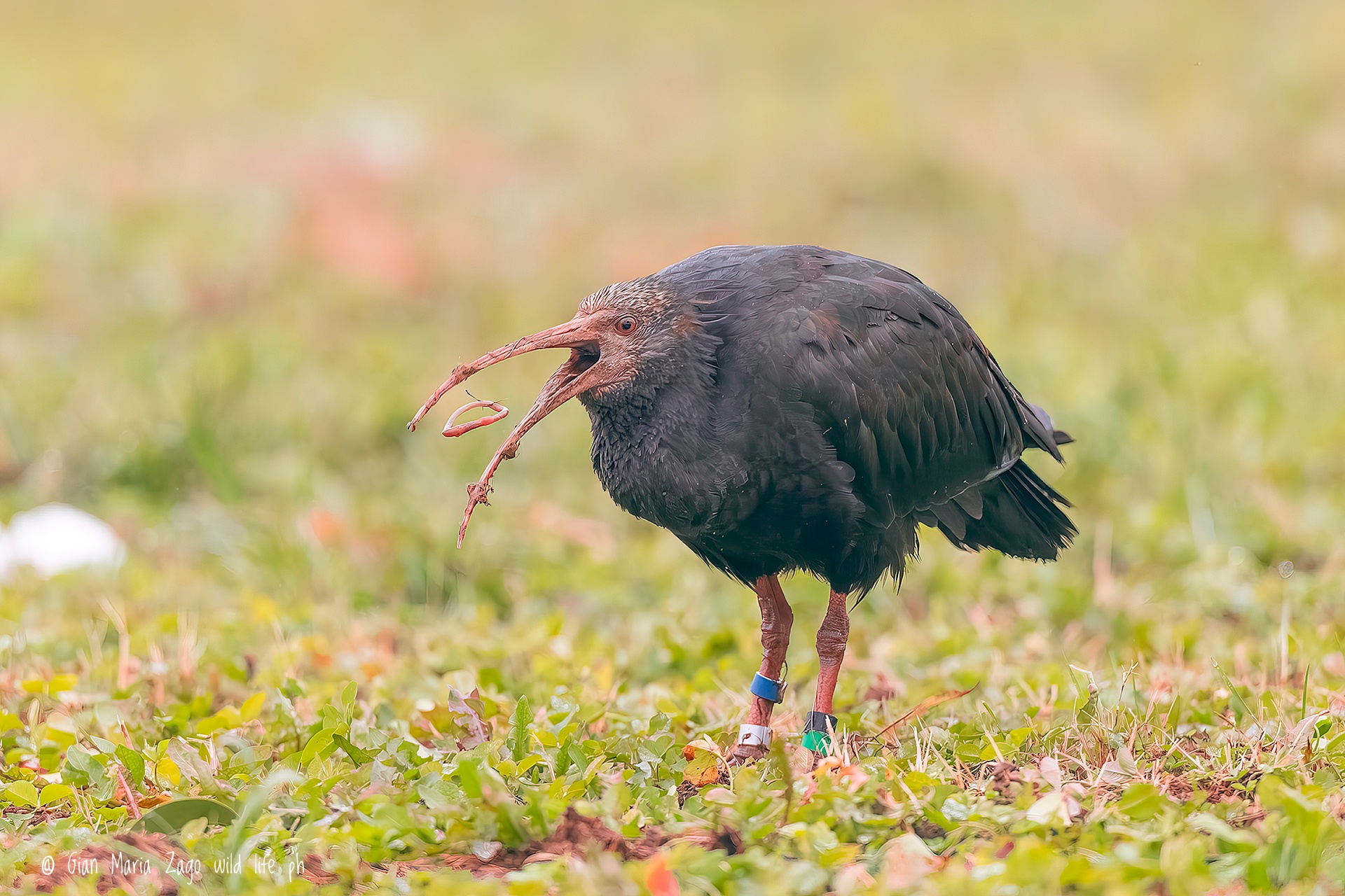 Northern Bald Ibis