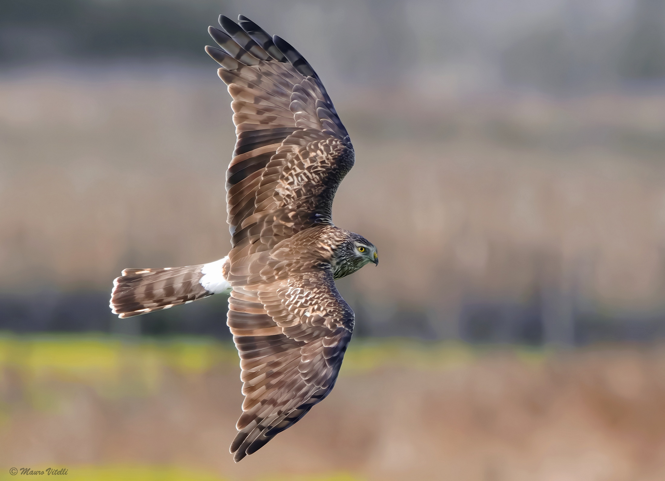 Female hen harrier (Circus cyaneus)