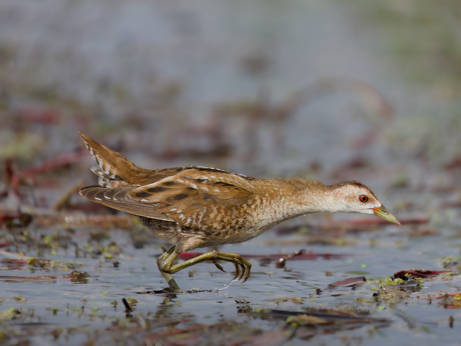 Little crake