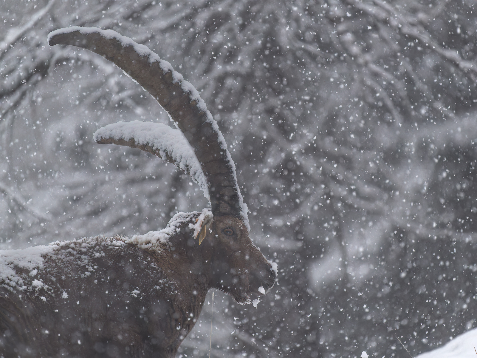 Ibex in the blizzard