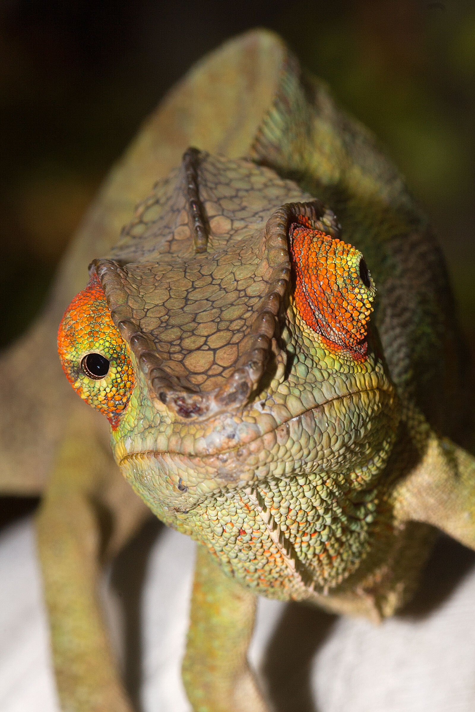 Panther Chameleon - Ankarana Reserve - Madagascar