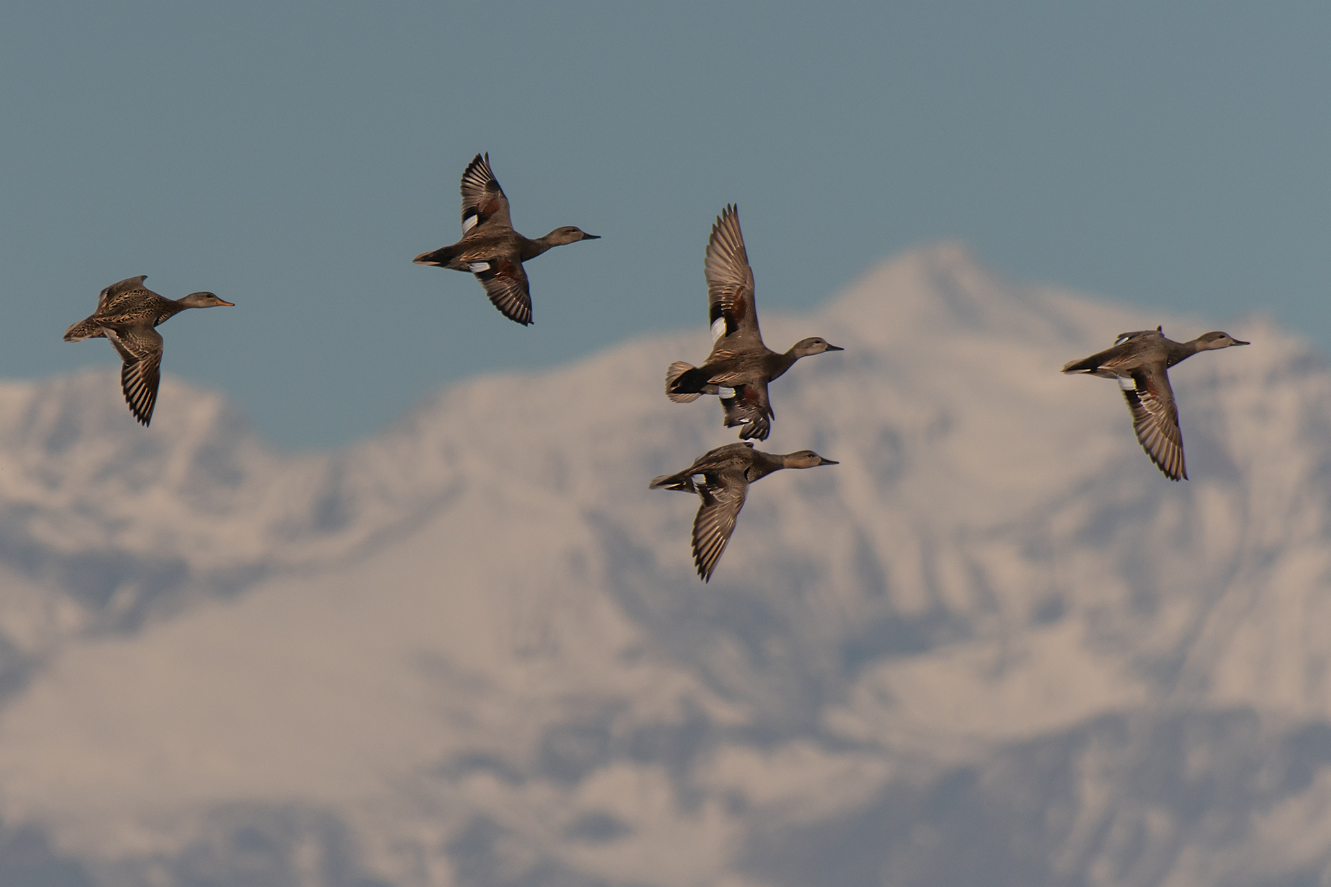 Le Canapiglie e la neve