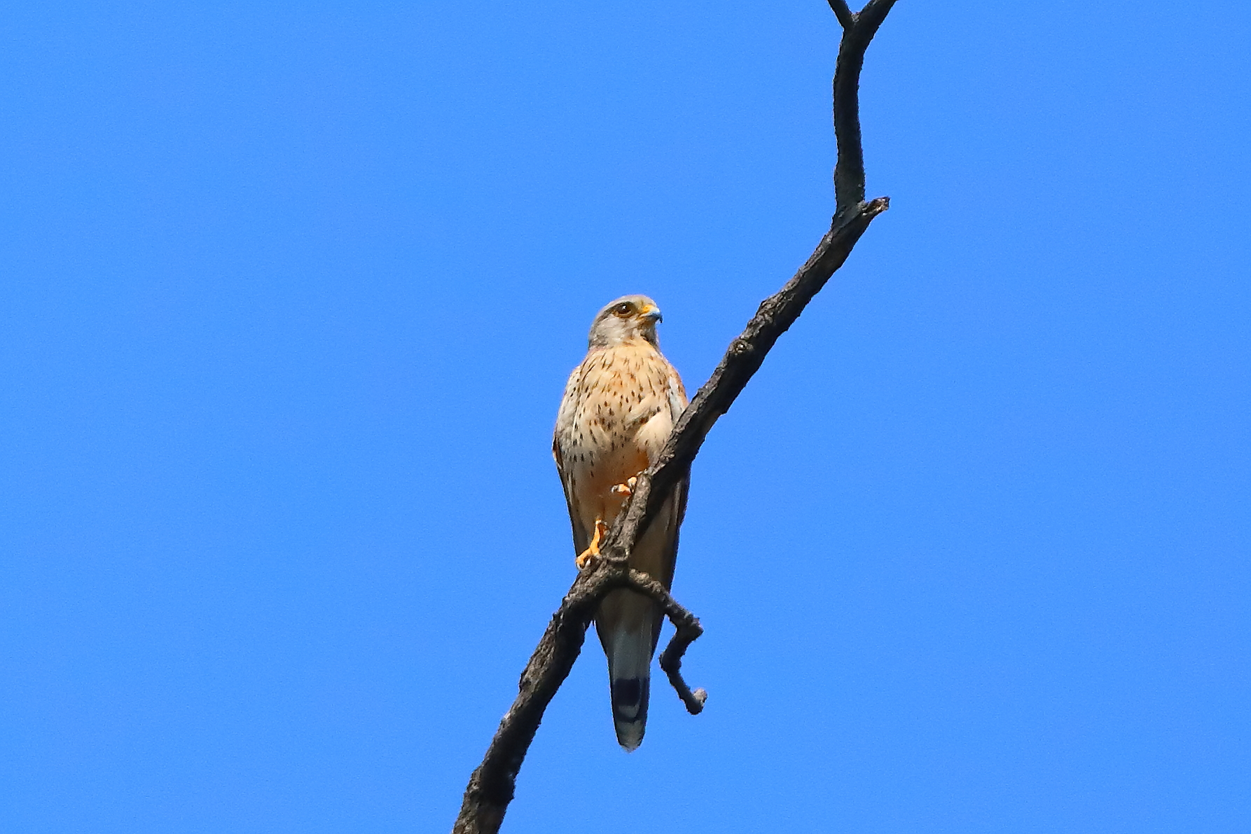 Gheppio 25 luglio 2024 - 0159