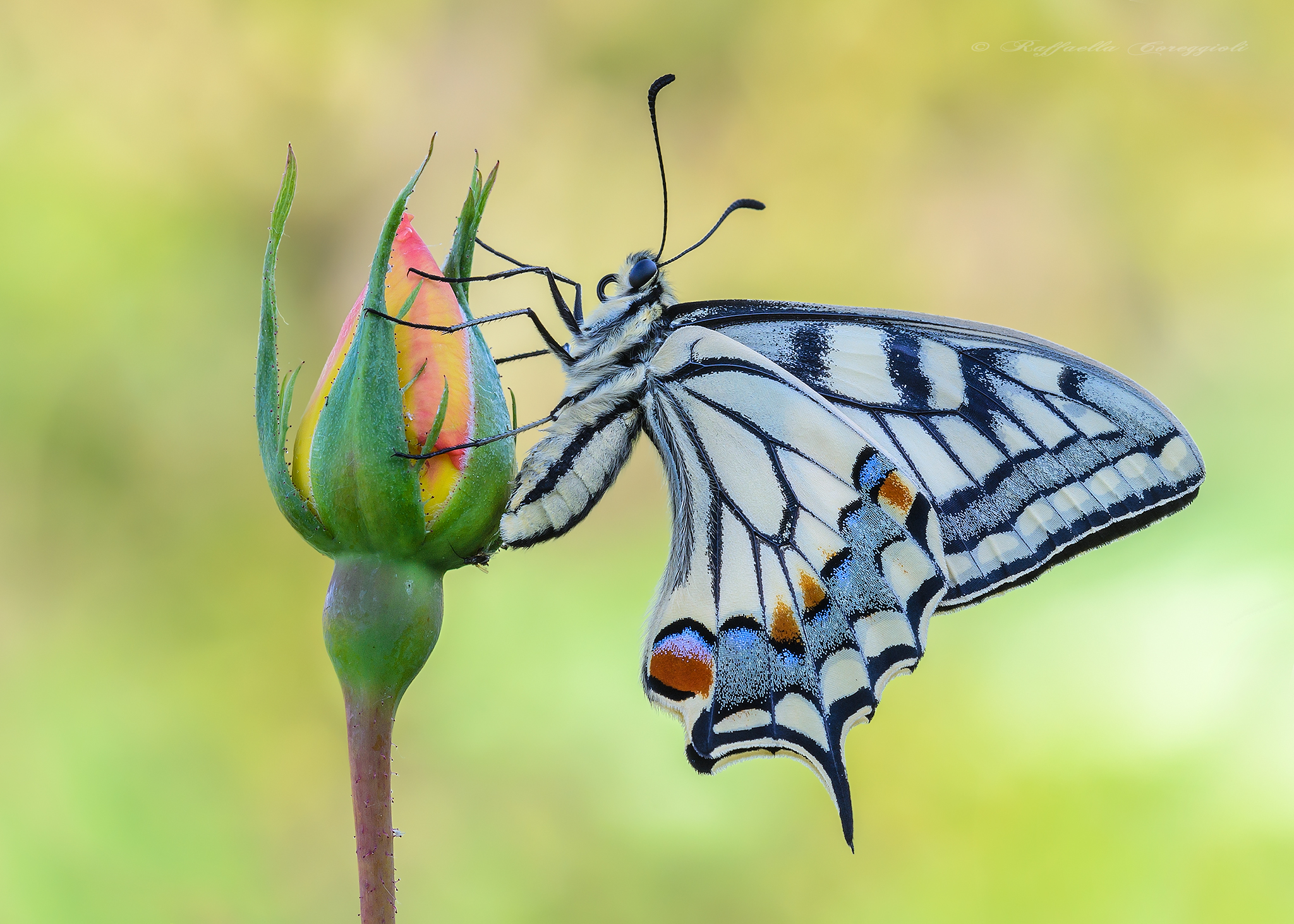 Papilio machaon