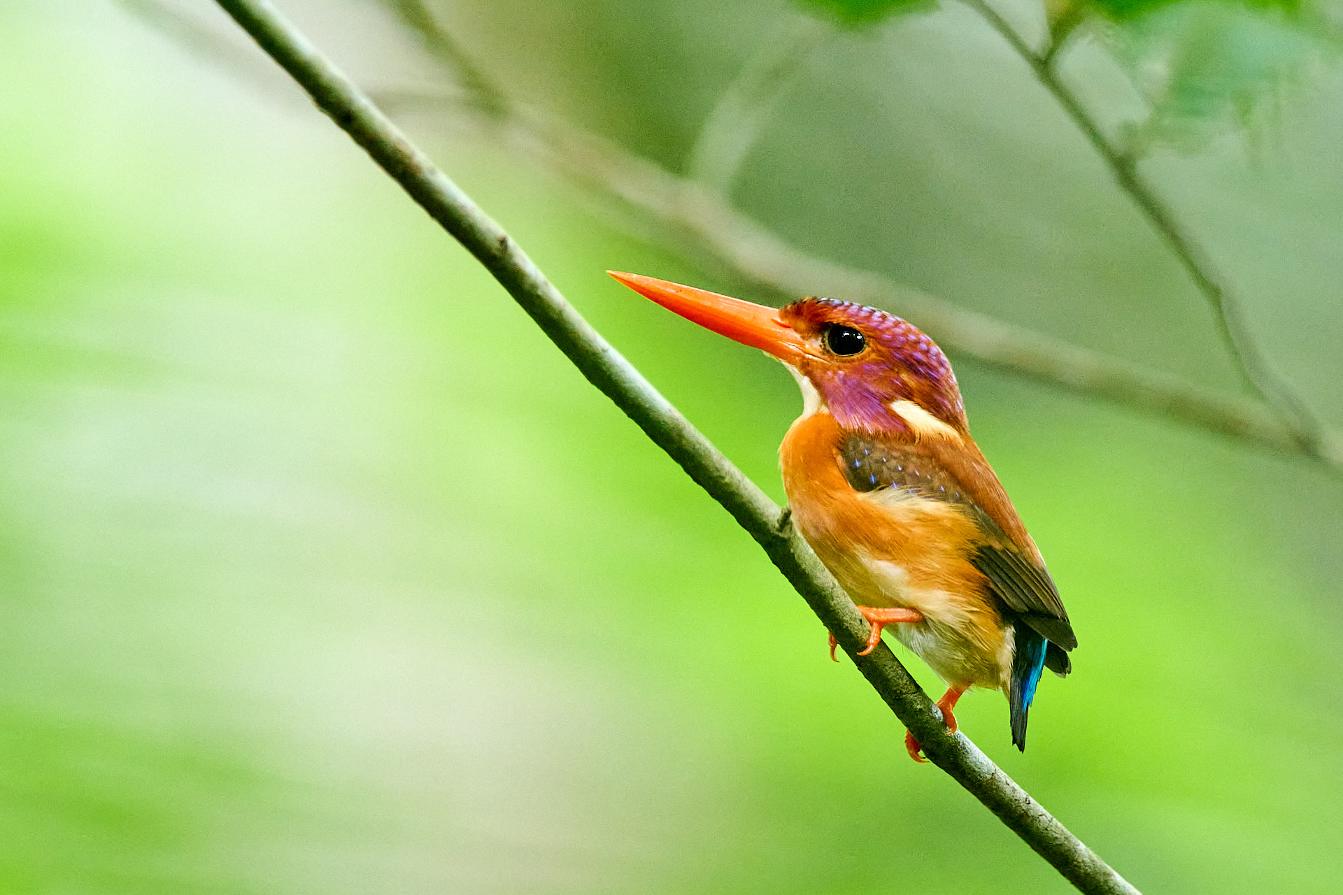 Dwarf kingfisher