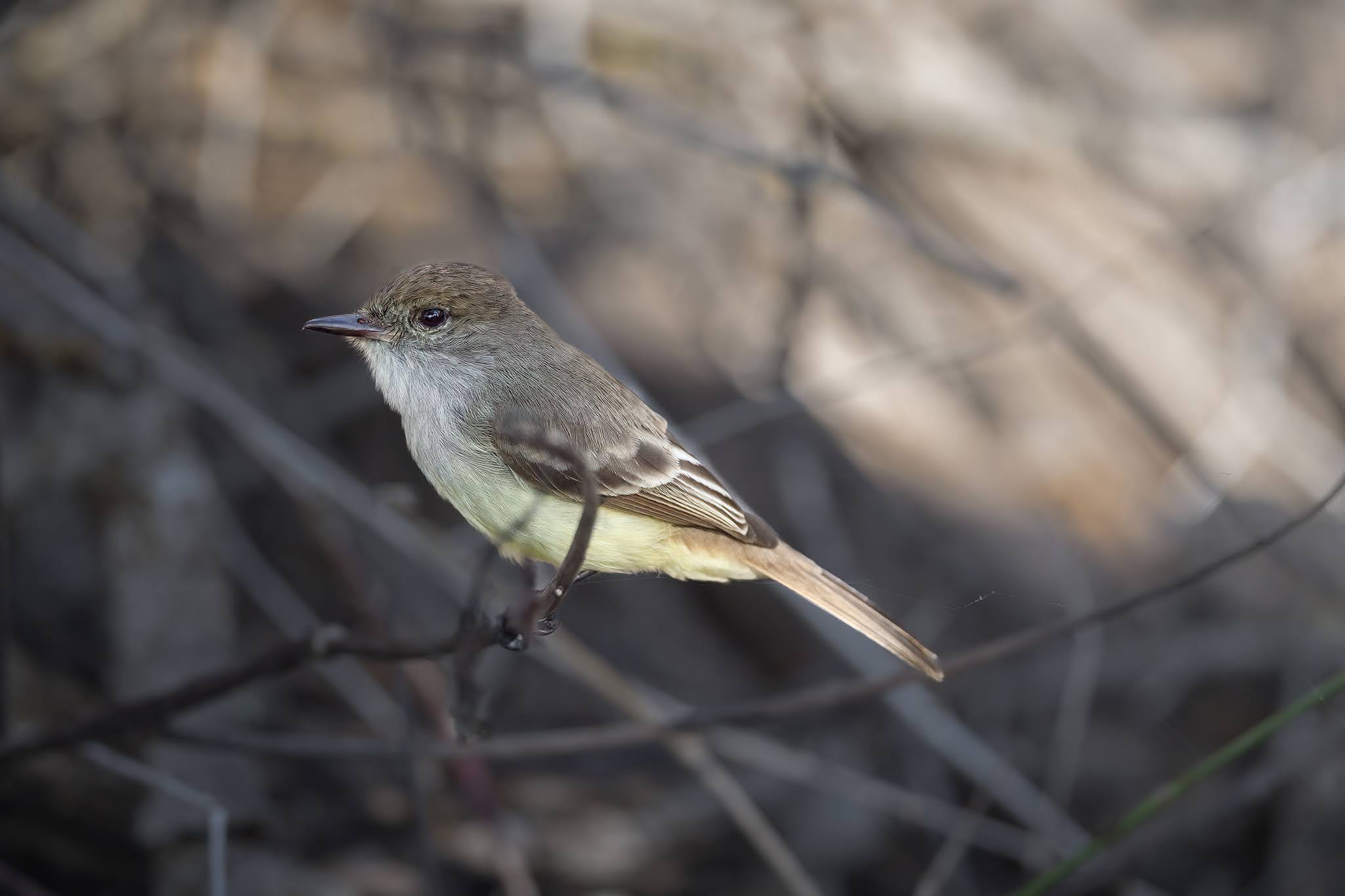 Galapagos Flycatcher