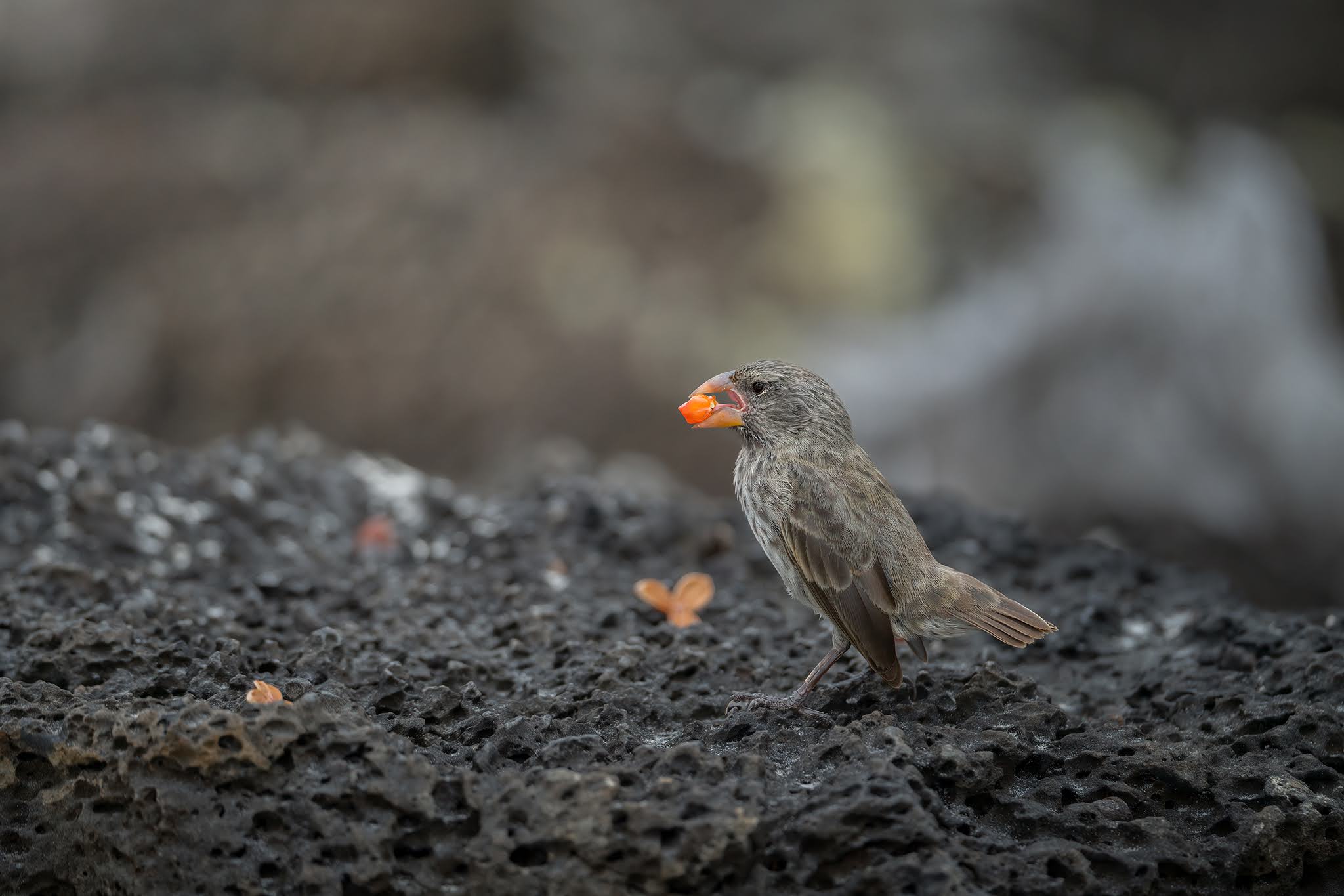 Darwin's Finch