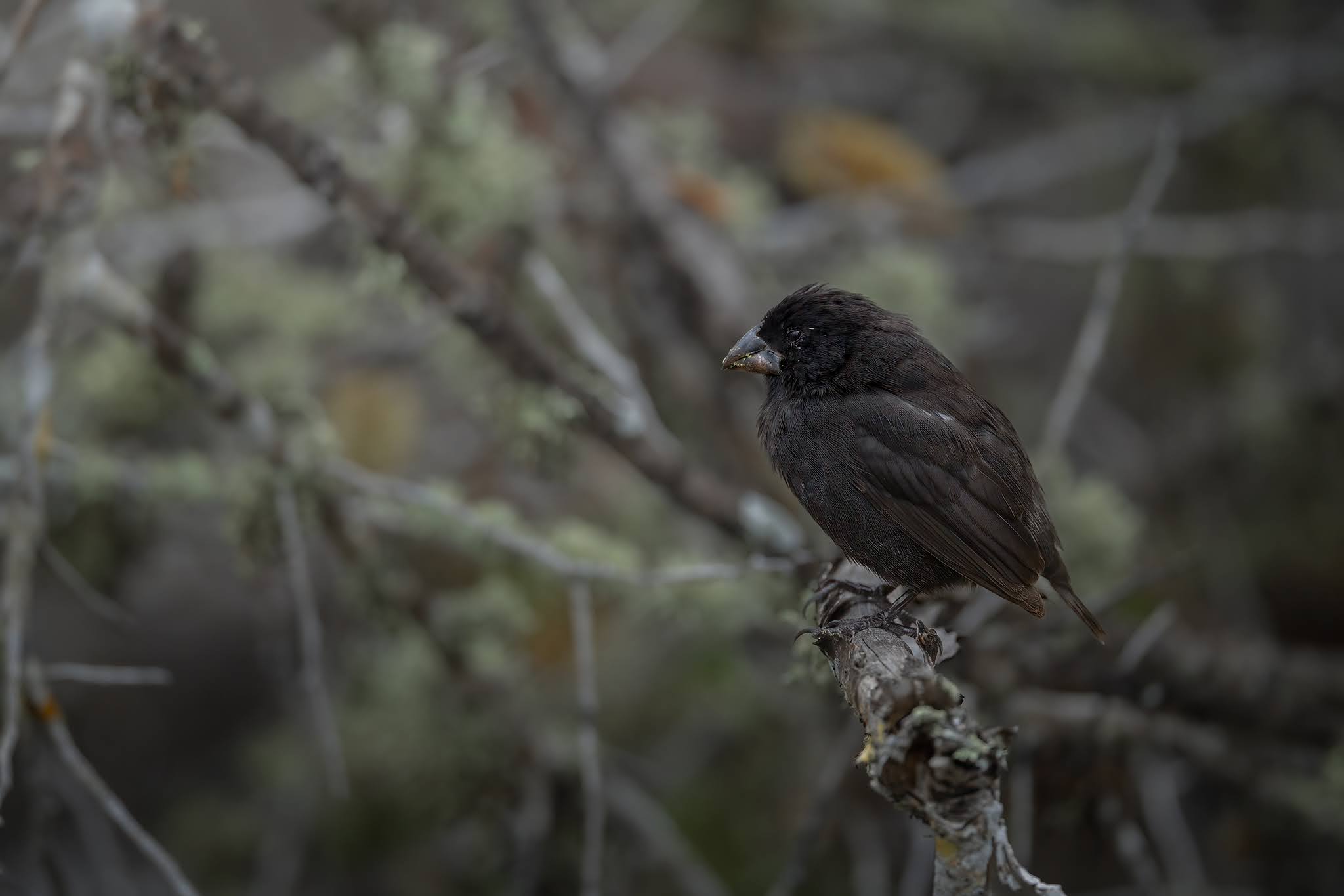 Darwin's Finch