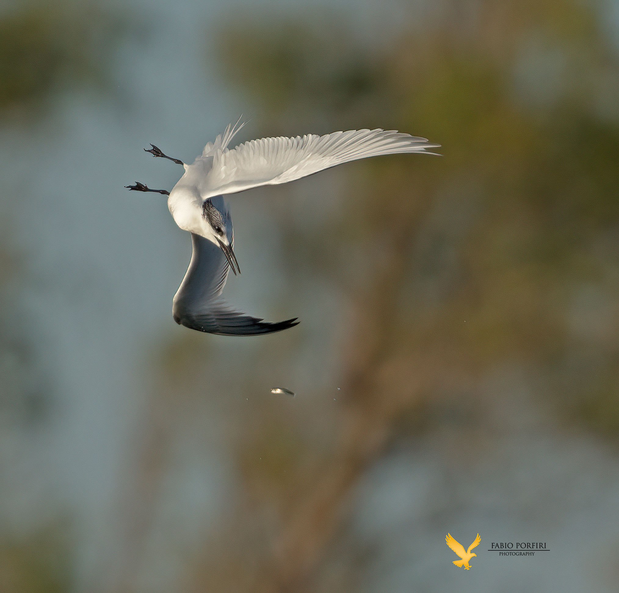 Flying fish