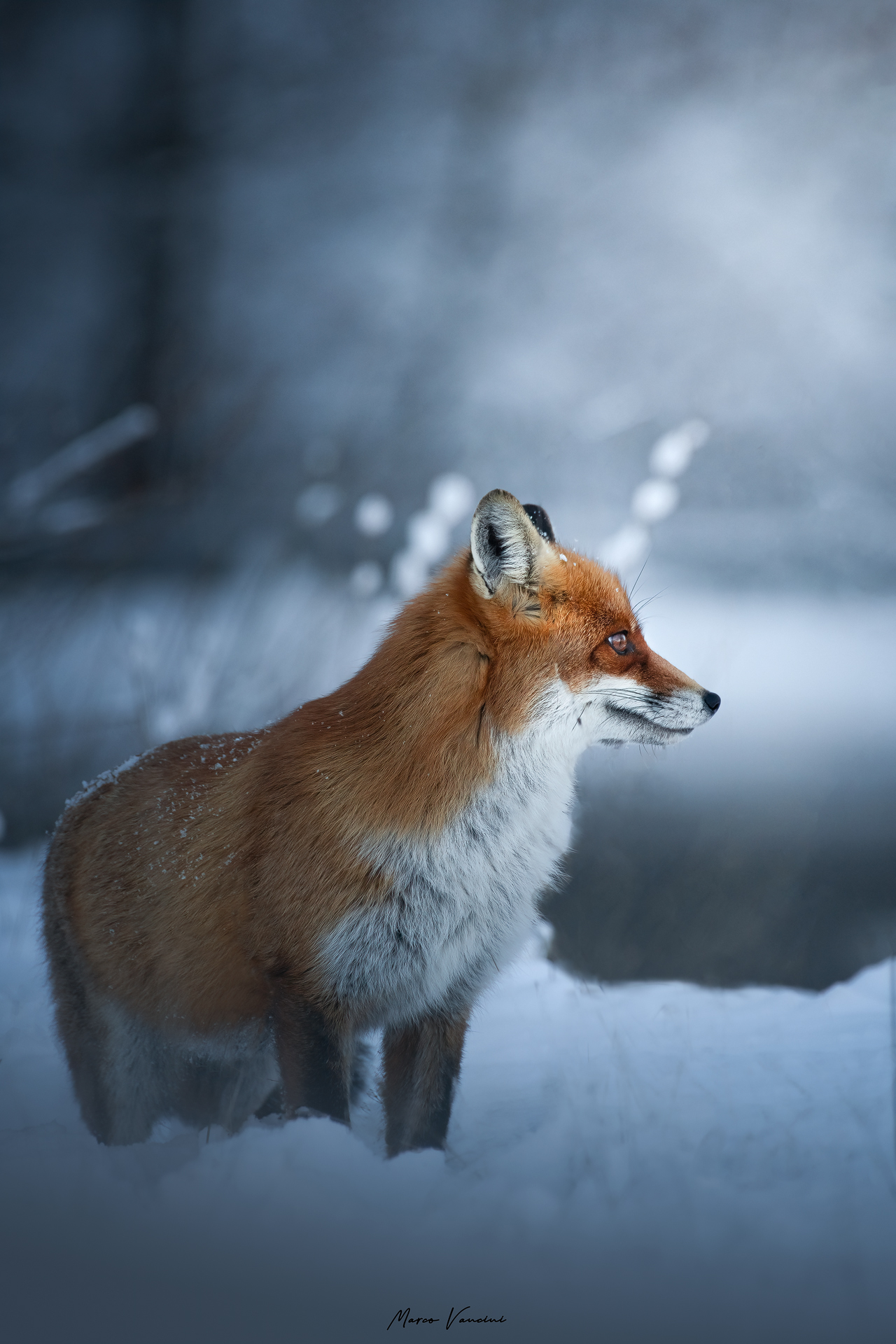 Winter Fox