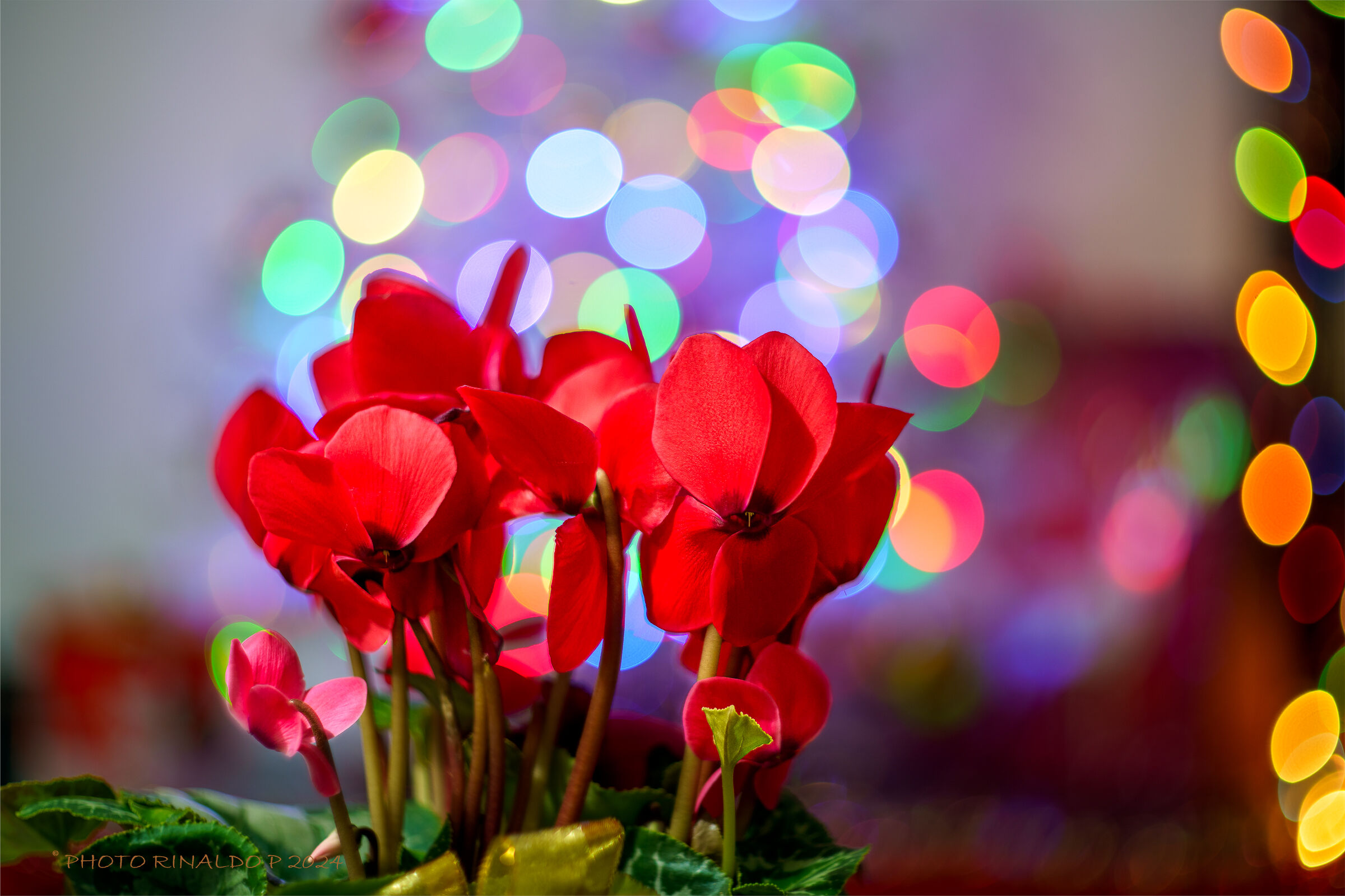 Cyclamen swirly bokeh