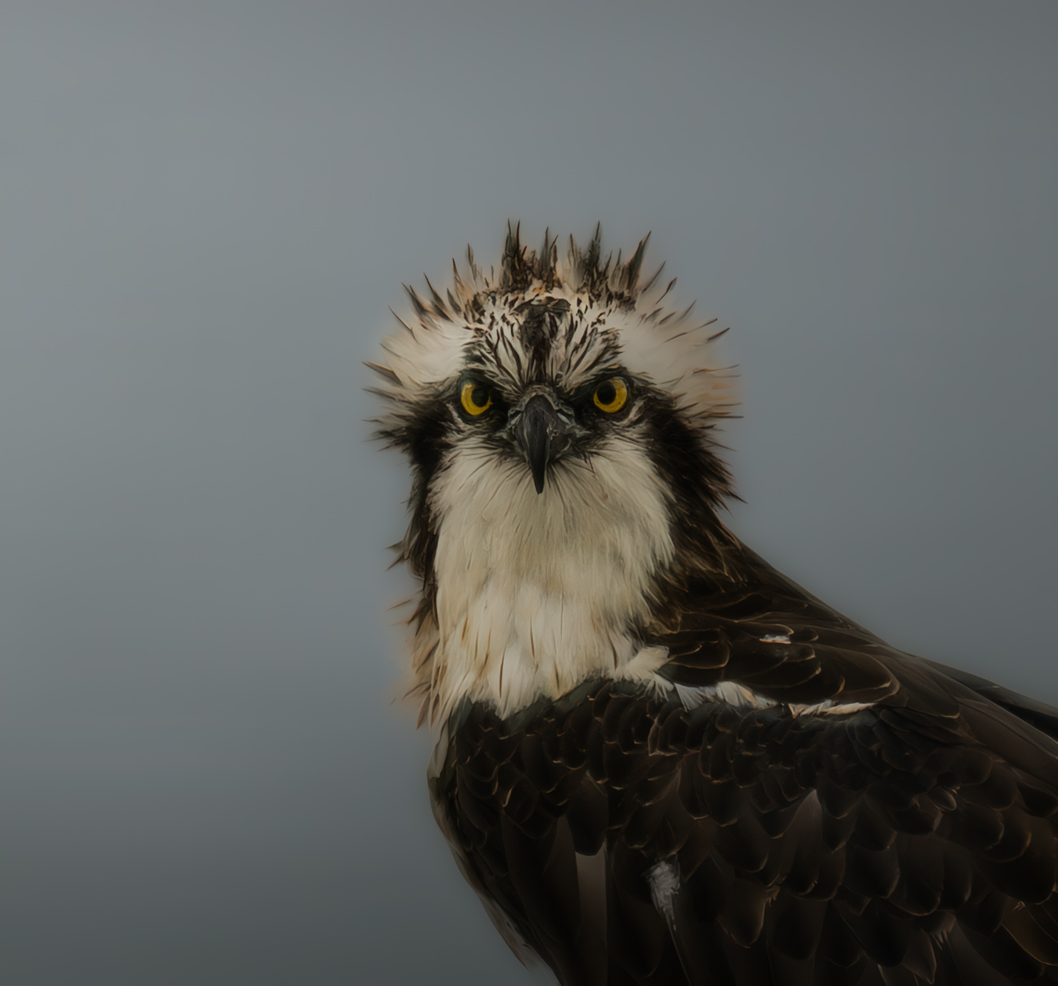 Osprey in the rain