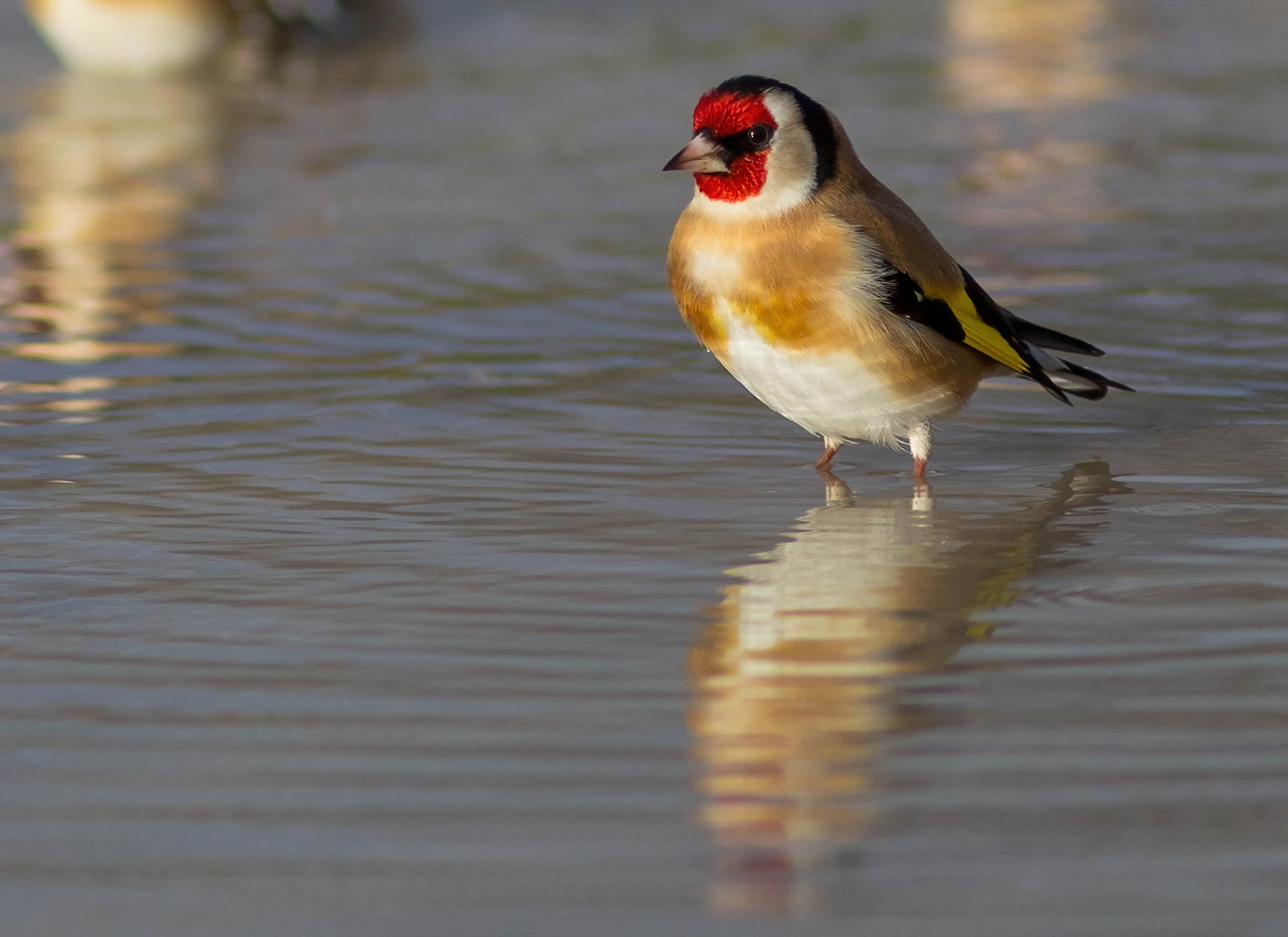 Goldfinch