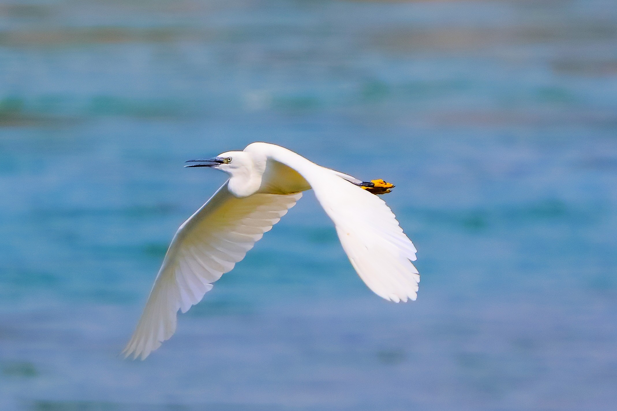 Garzetta 07 agosto 2024 - 0014