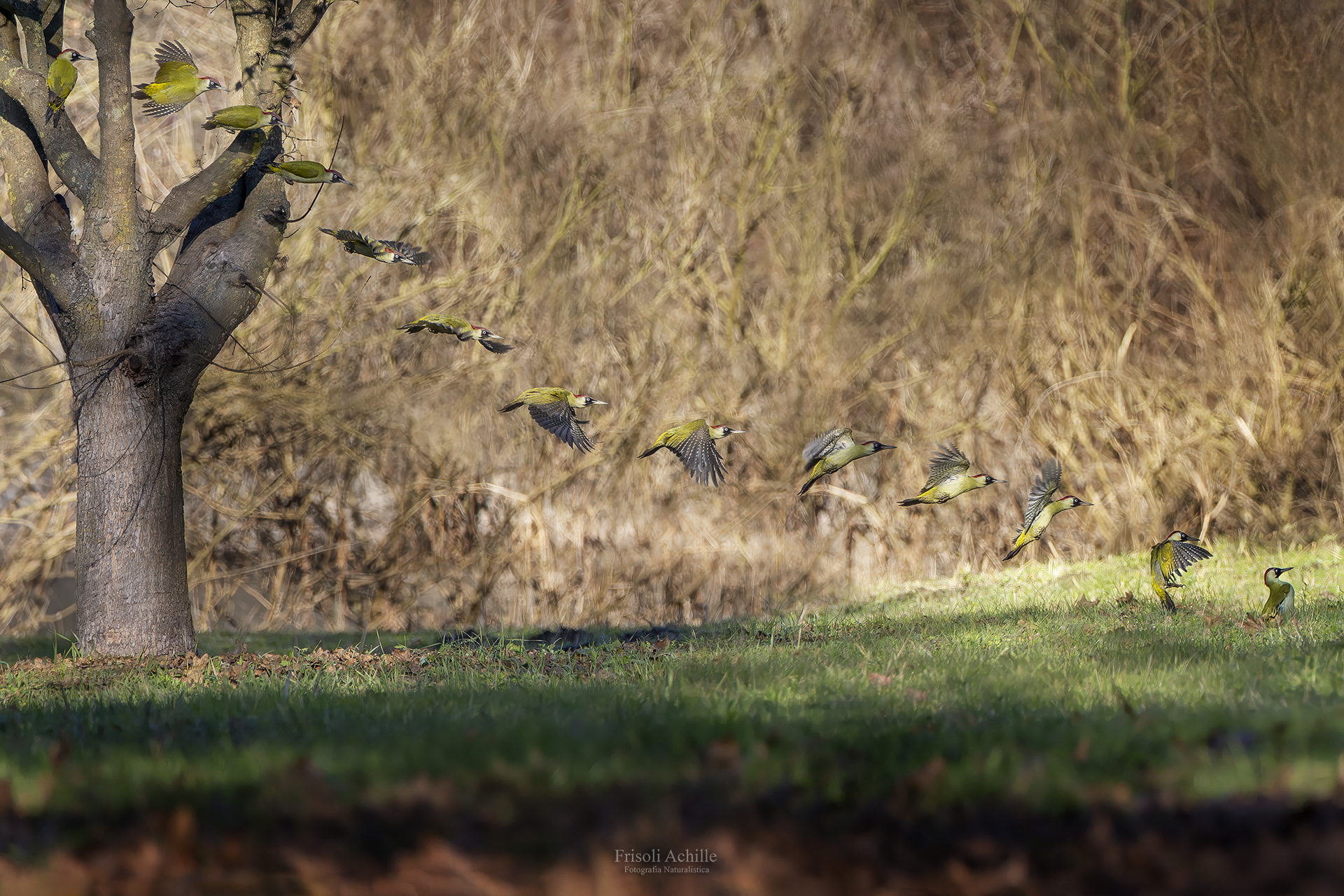 Merge of 13 Green Woodpecker Shots