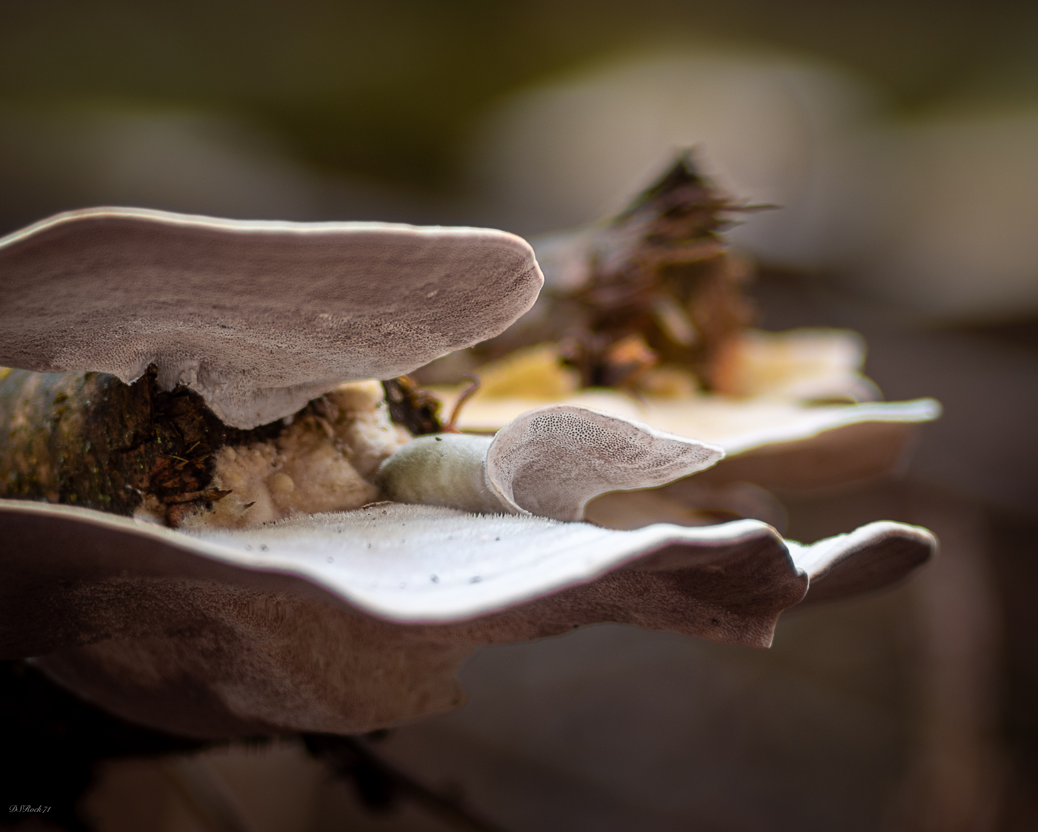 Small, interesting fungal growths