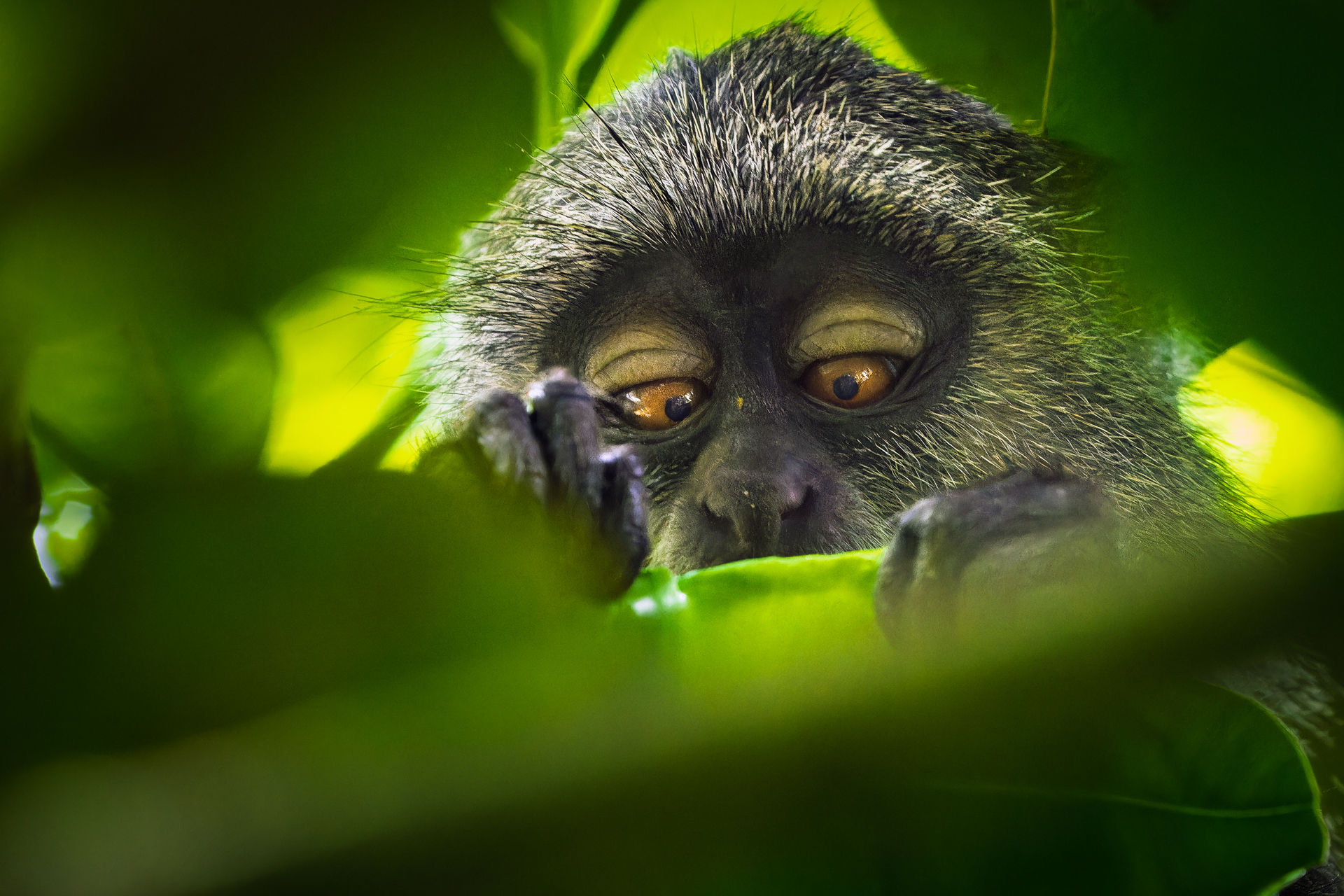 Jozani Forest - Zanzibar
