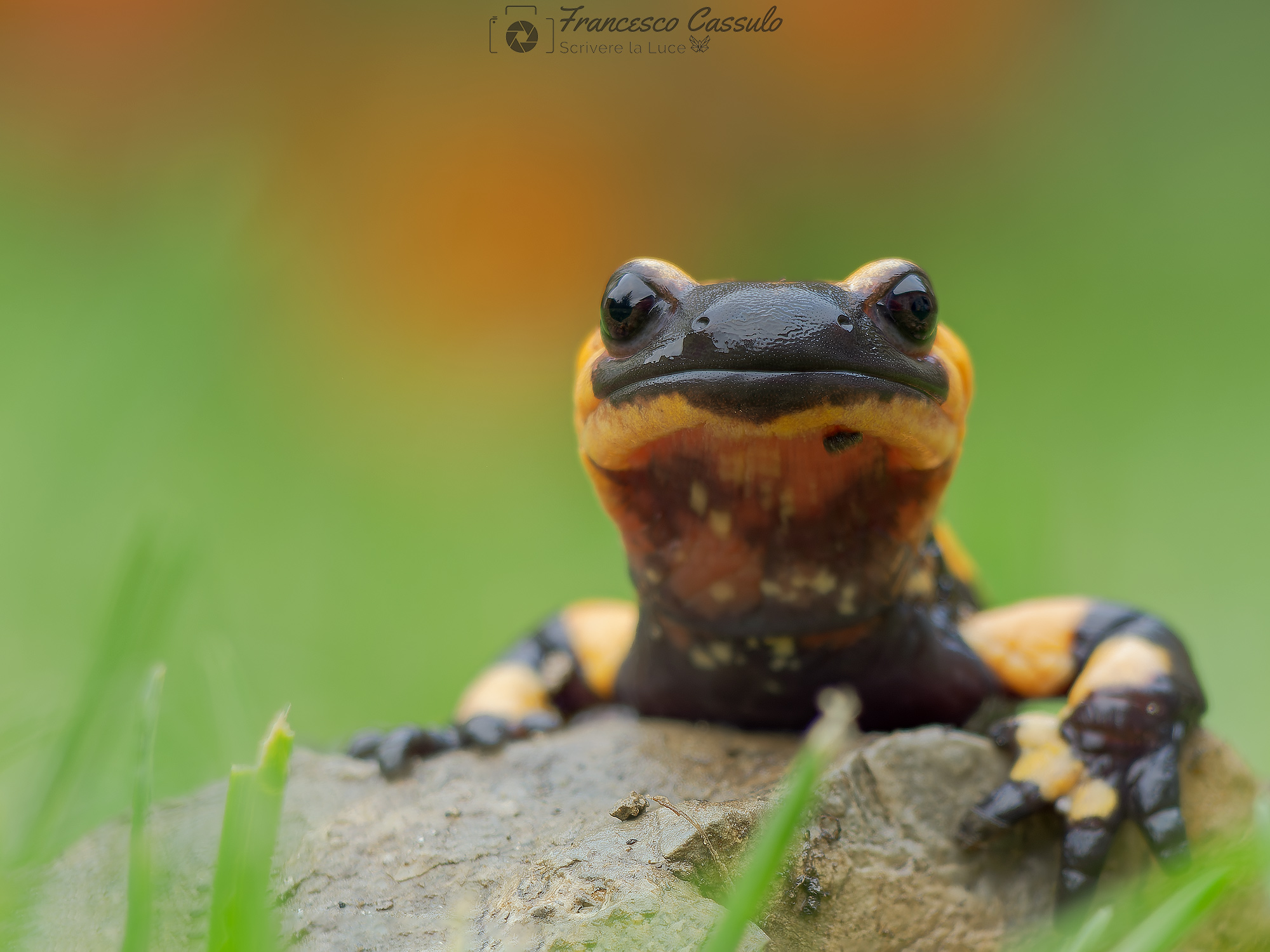 Salamandra Pezzata
