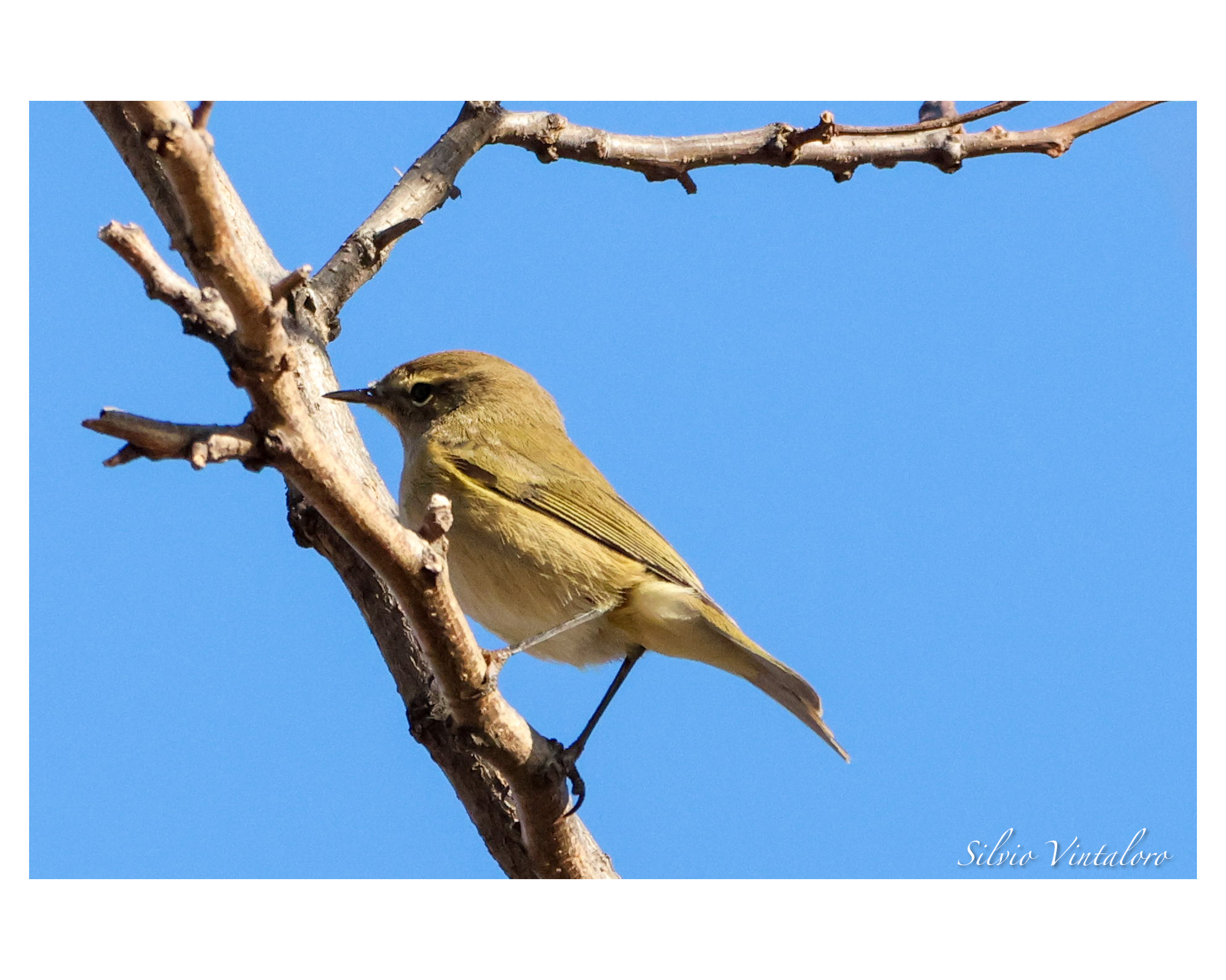 Chiffchaff