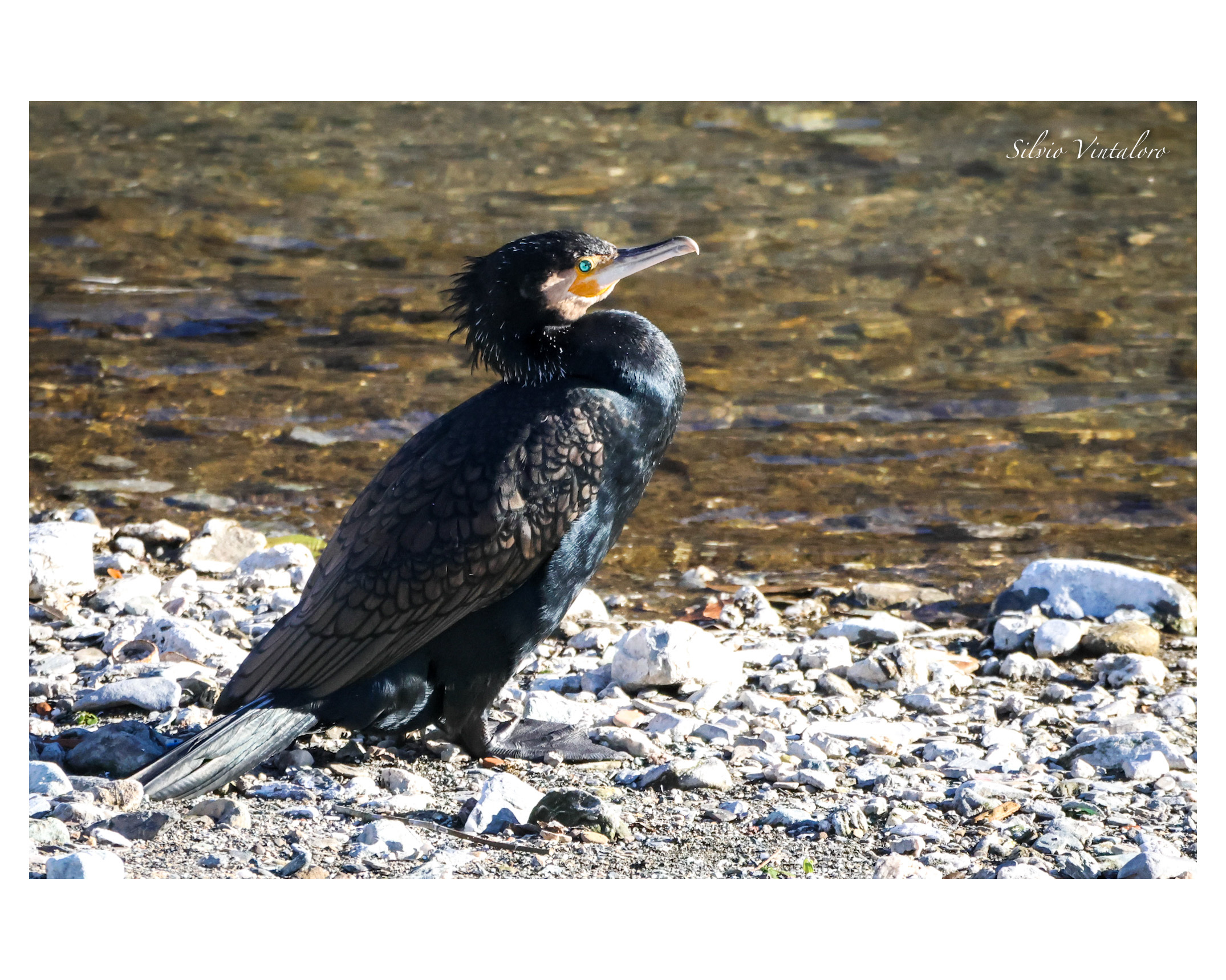 Cormorant