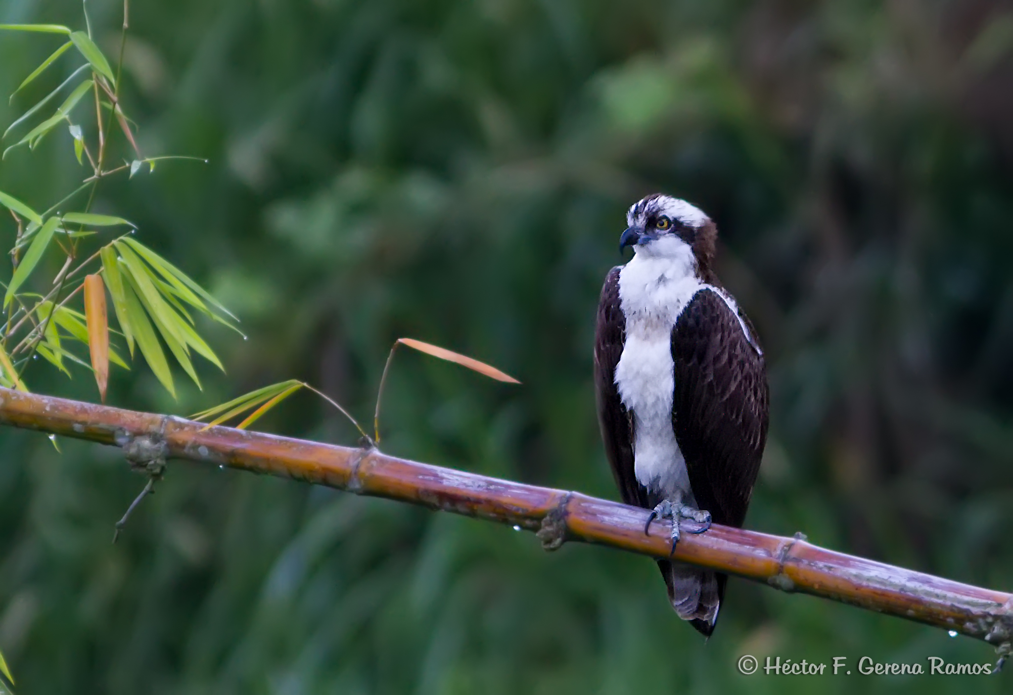 Osprey
