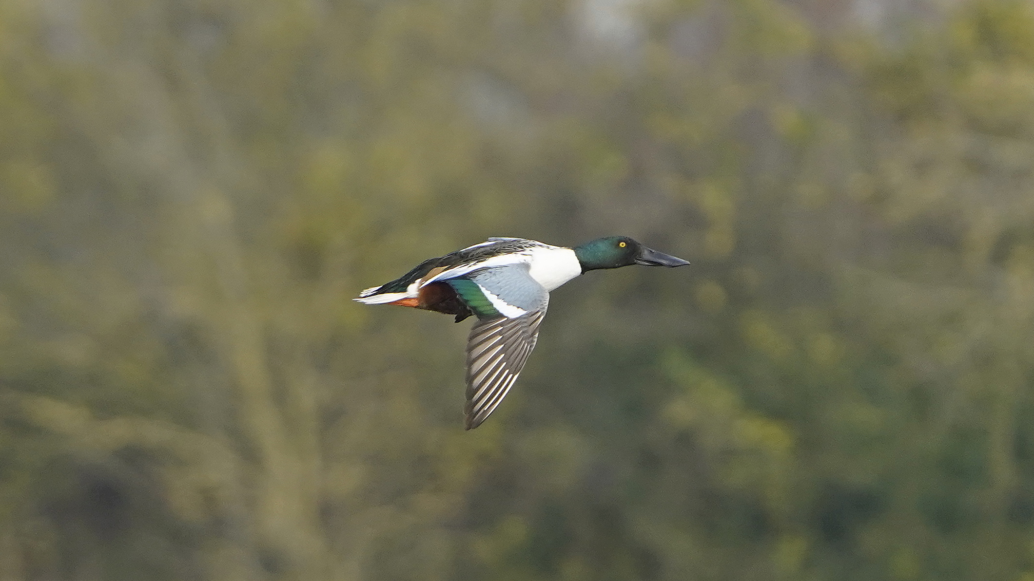 Mestolone maschio in volo