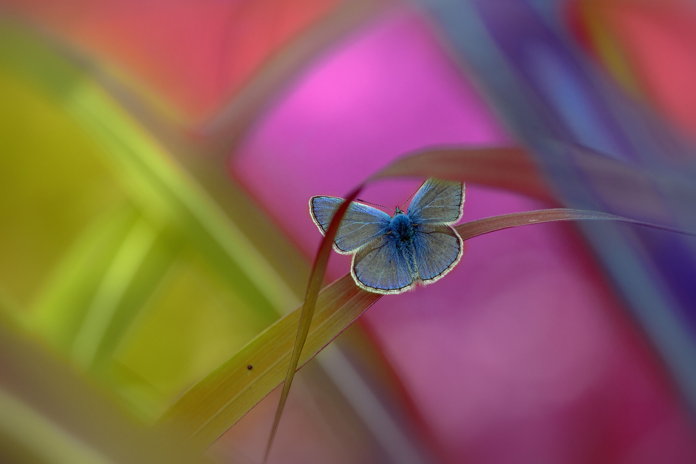 la mia natura a colori