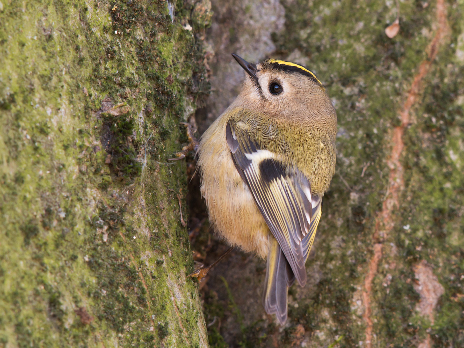Regolo ... di Natale
