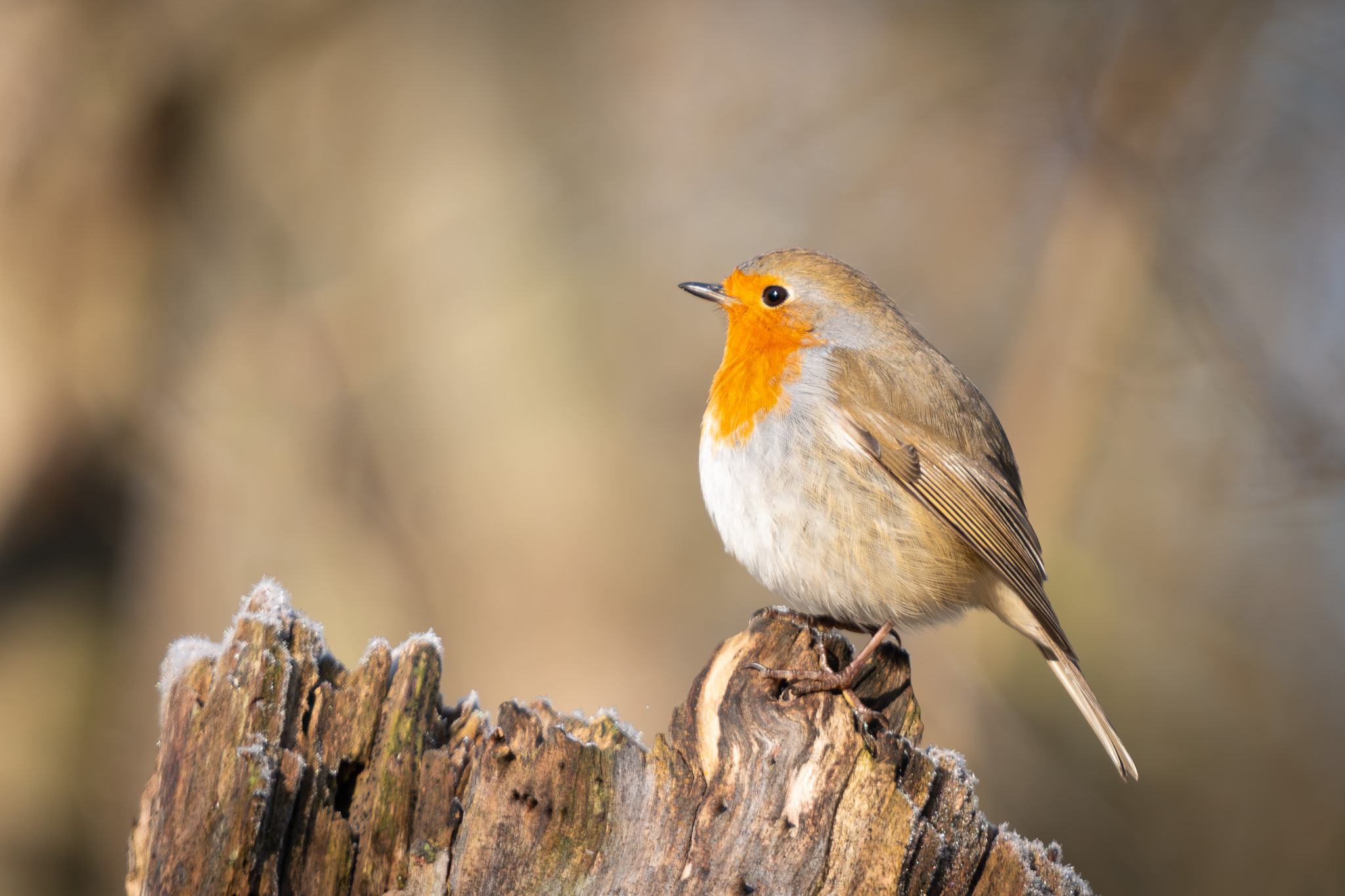 Robin