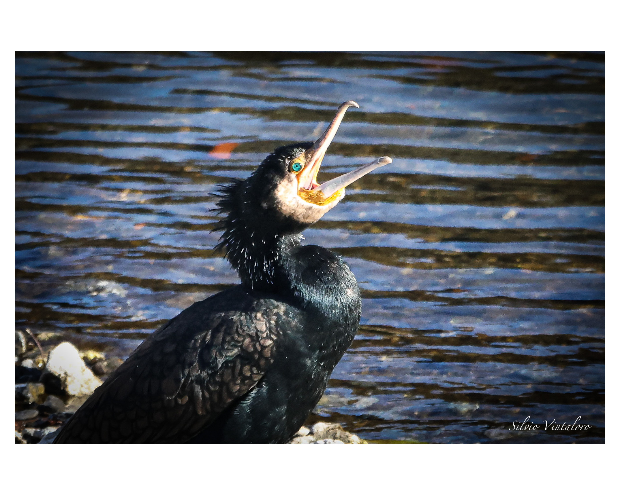 The cry of the cormorant