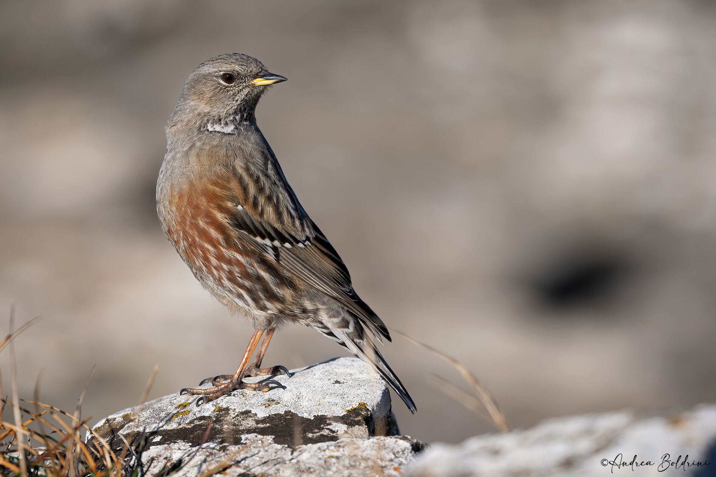 Alpine accentor