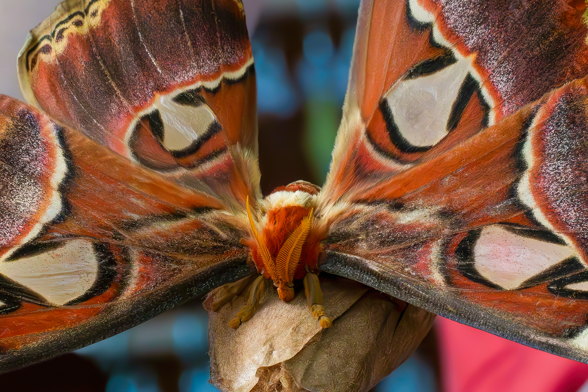 Attacus atlas