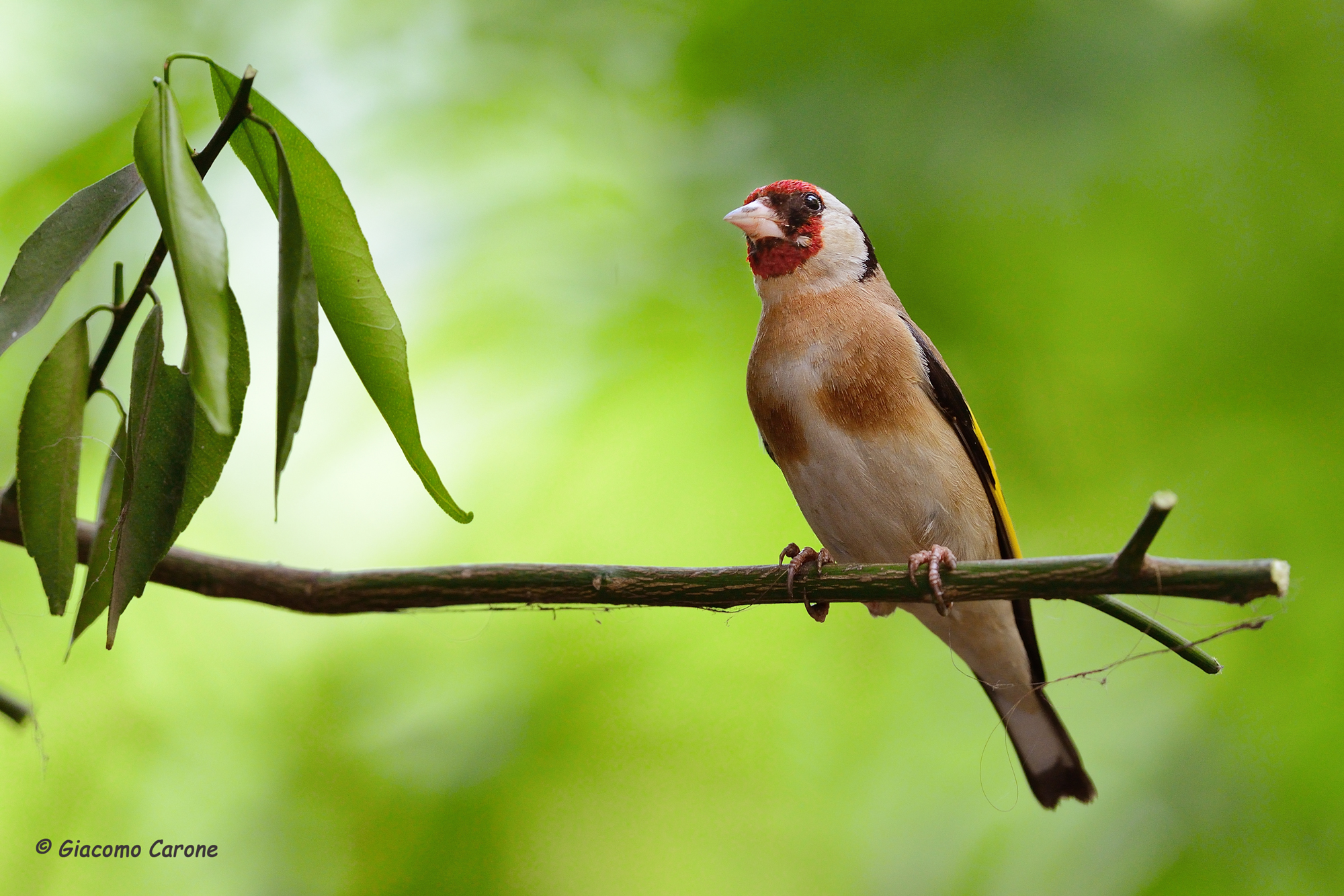 Cardellino Composizione