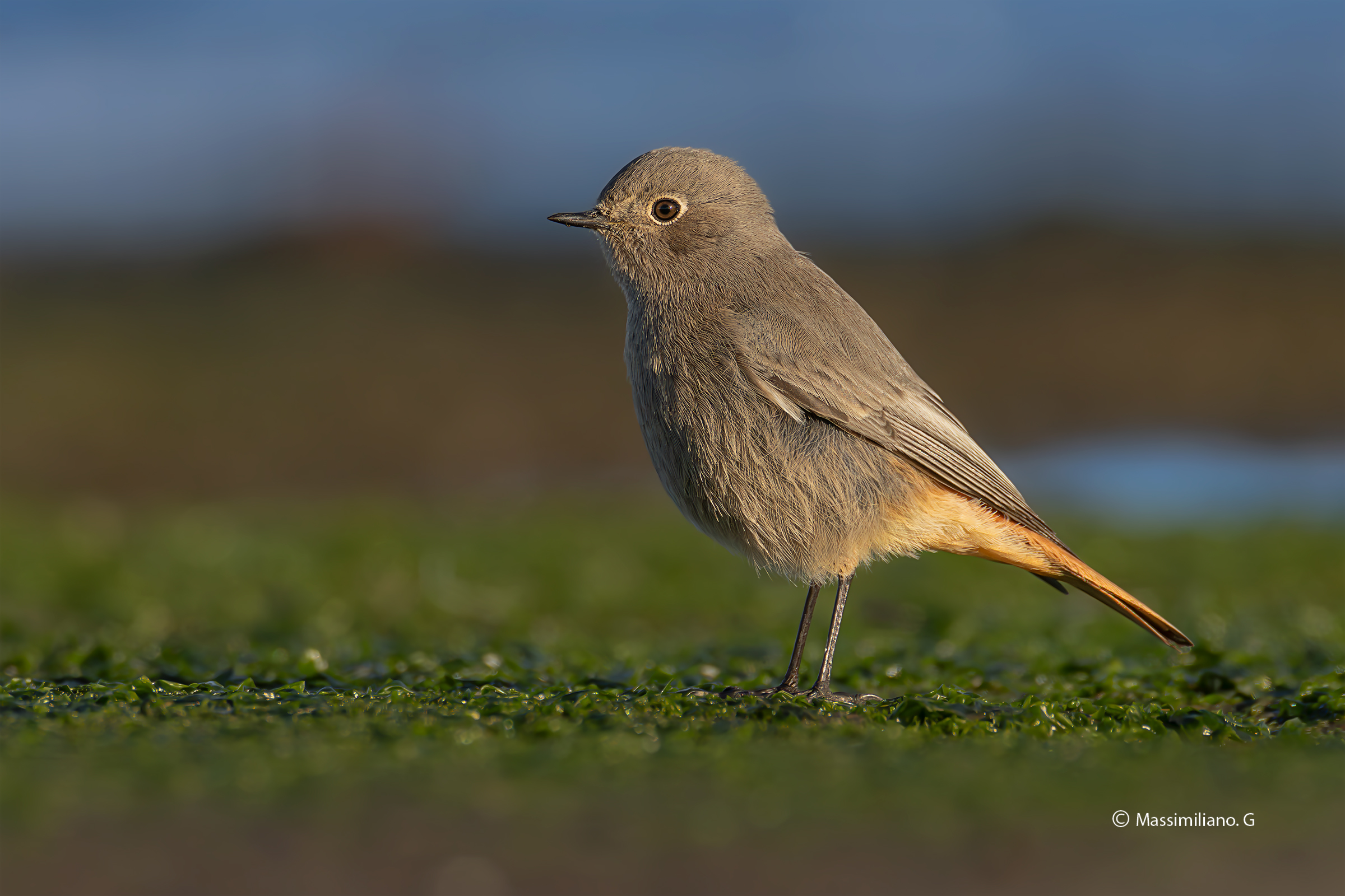 Redstart