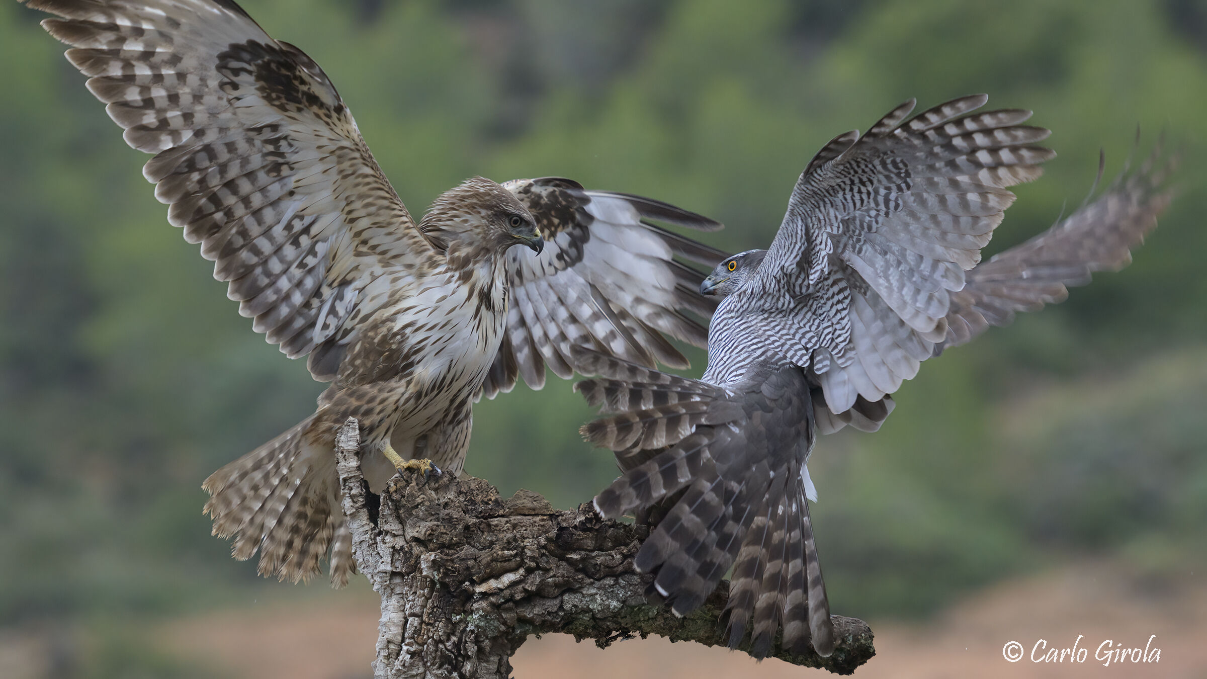 Buzzard vs Goshawk (Buteo buteo vs Accipiter gentilis