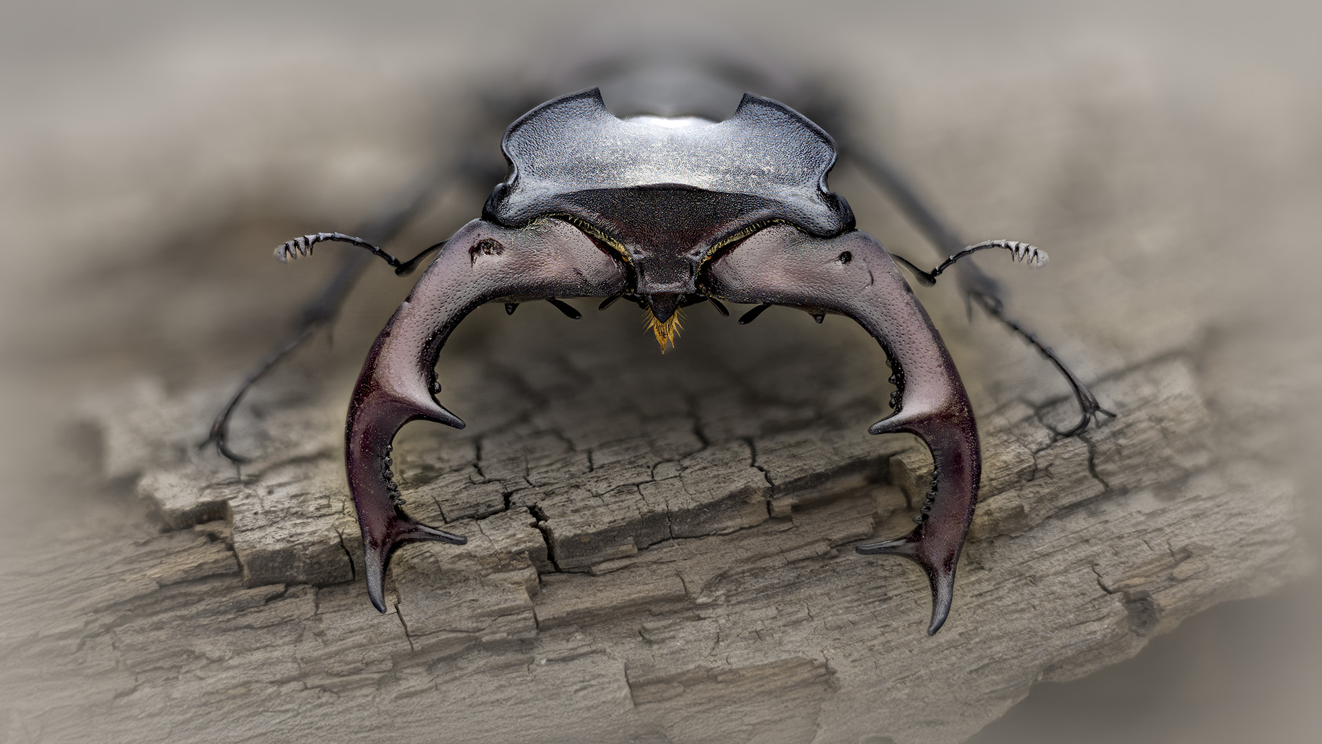 Lucanus cervus