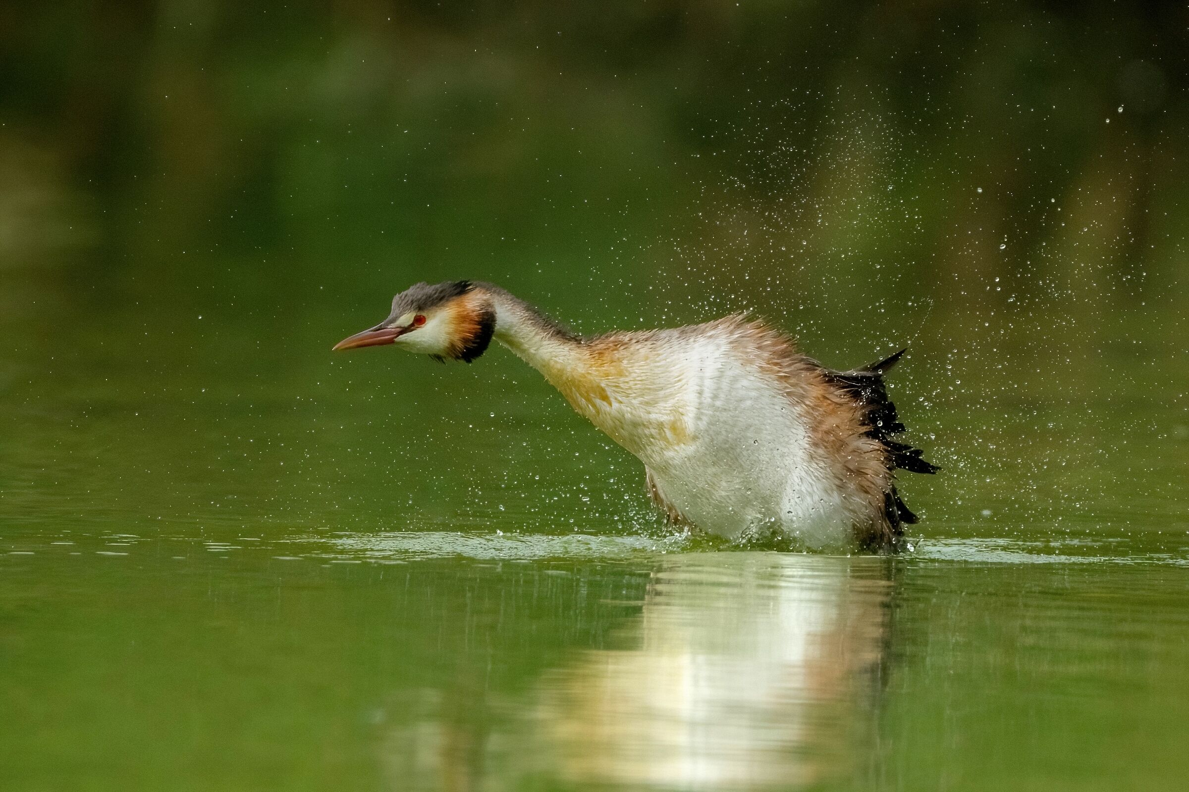 A feather shake - Great crested grebe