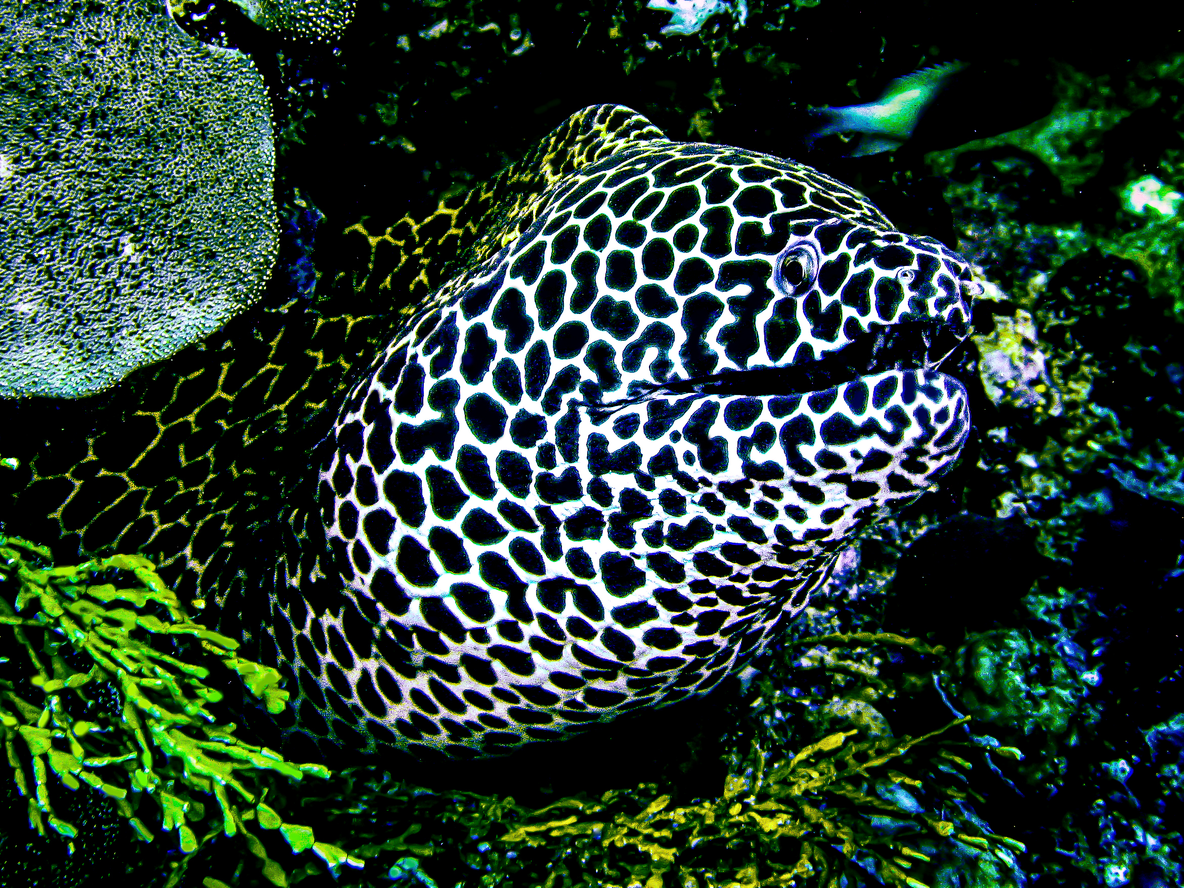 Maldives under water