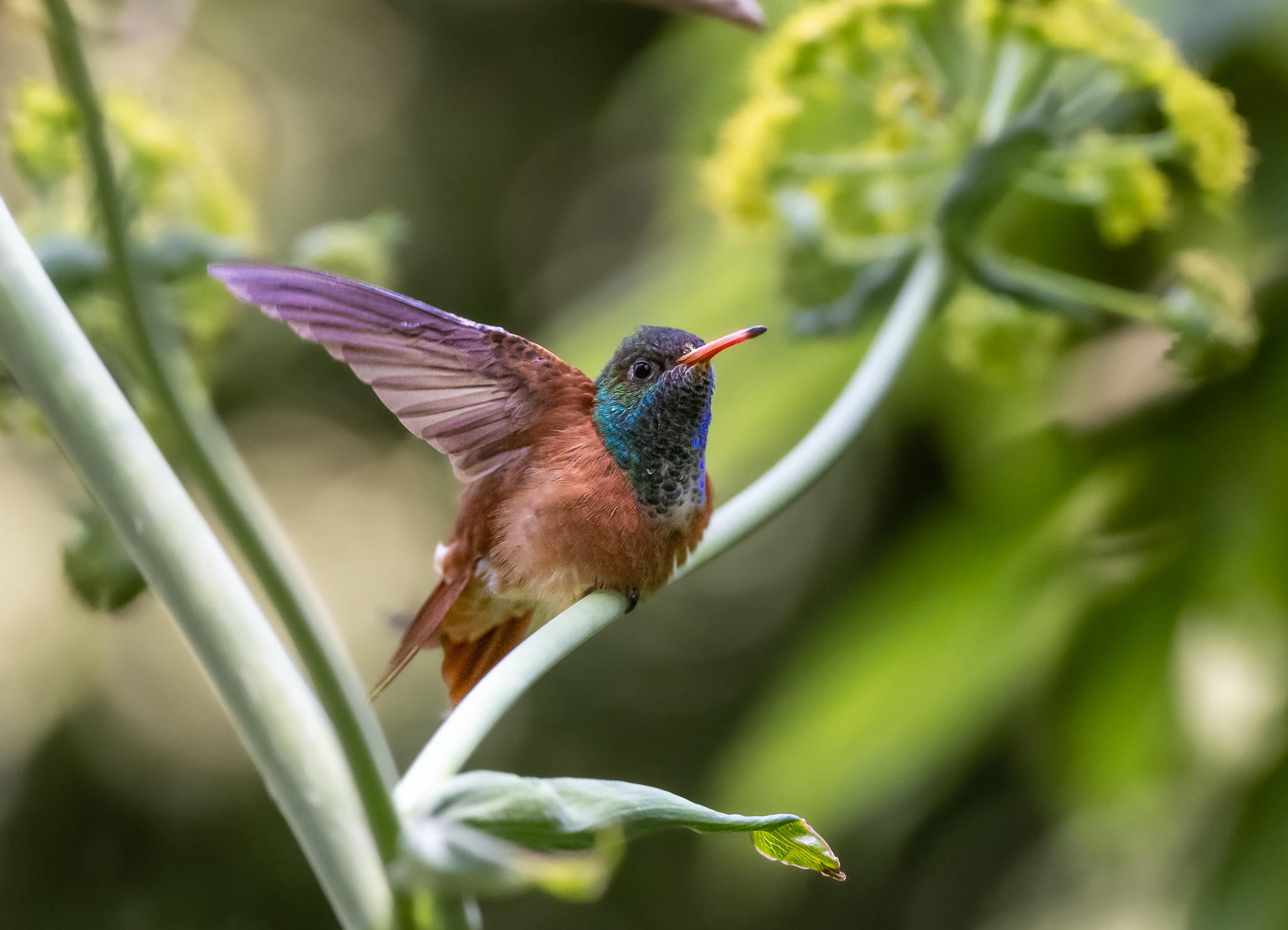 Colibrì