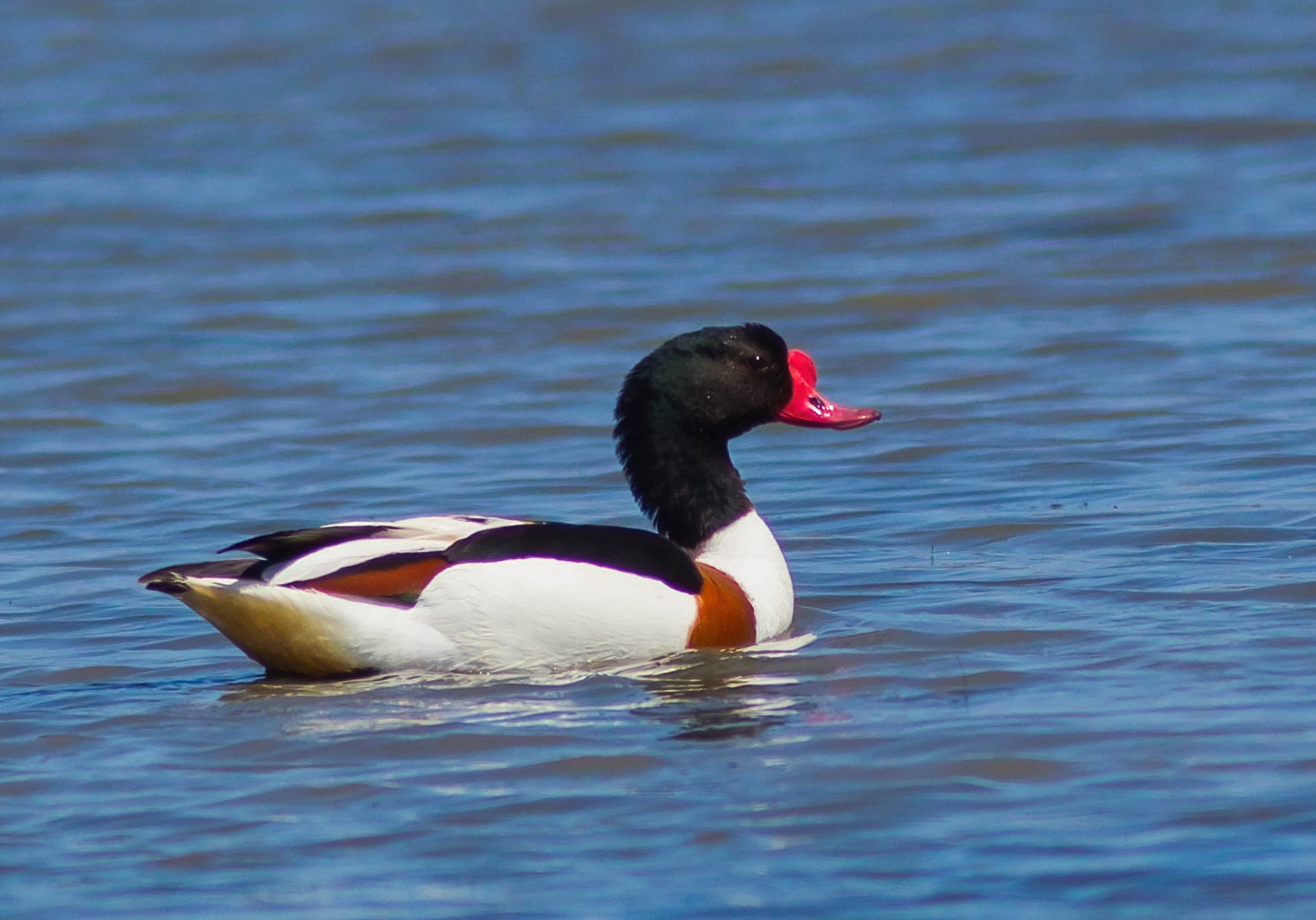 Male shelduck