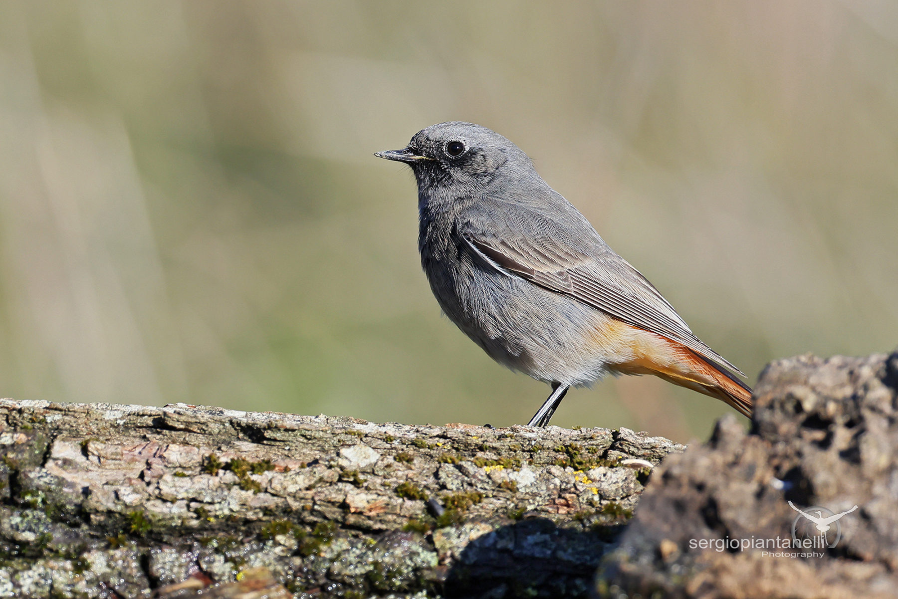 Black redstart