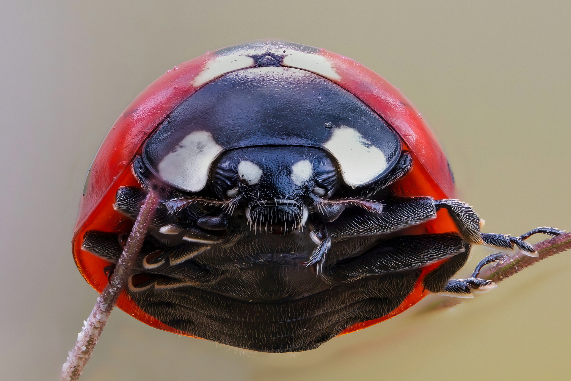 Ladybug septempunctata